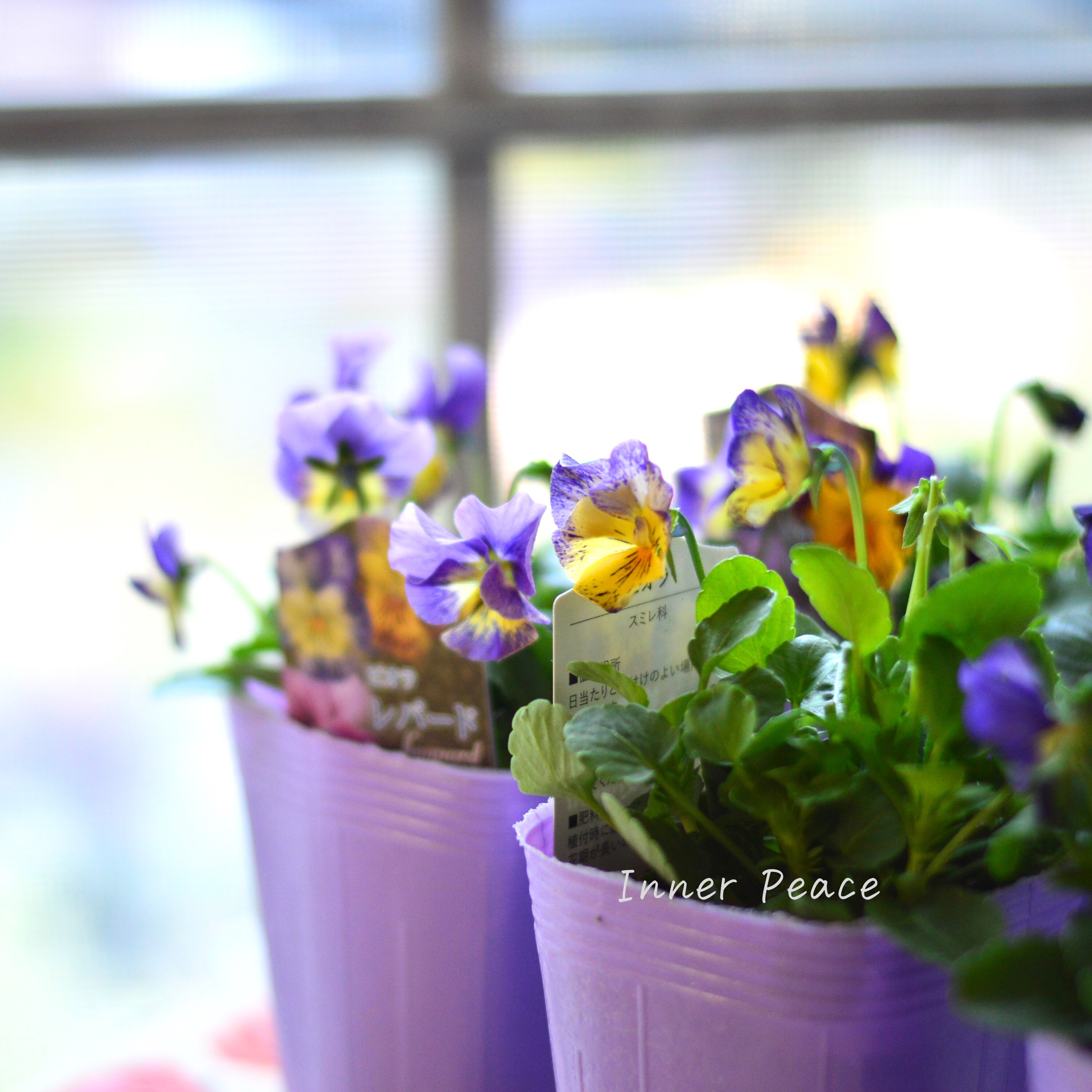 【花夢園芸さん】 ビオラ 『レパード・Cタイプ』 3寸ロングPOT