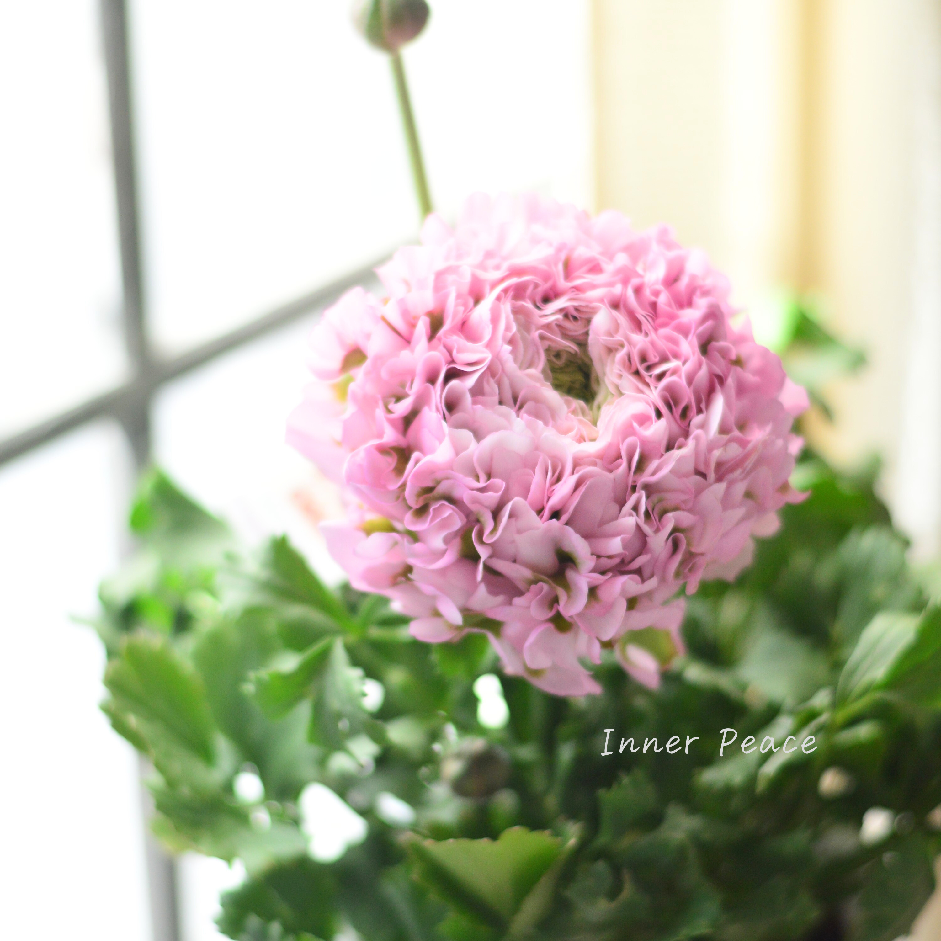 【希少】 ラナンキュラス・ポンポン 『ハーマイオニー』 5号鉢