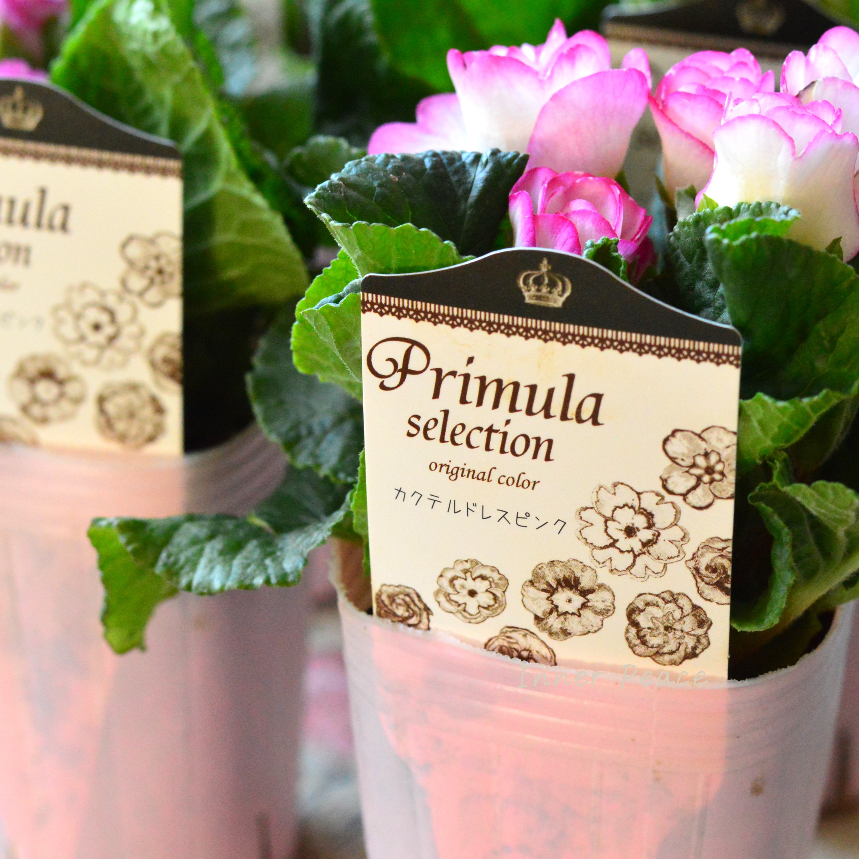 【k-plantsさん】 バラ咲き プリムラ 『カクテルドレス・ピンク』 2.5寸ロングPOT