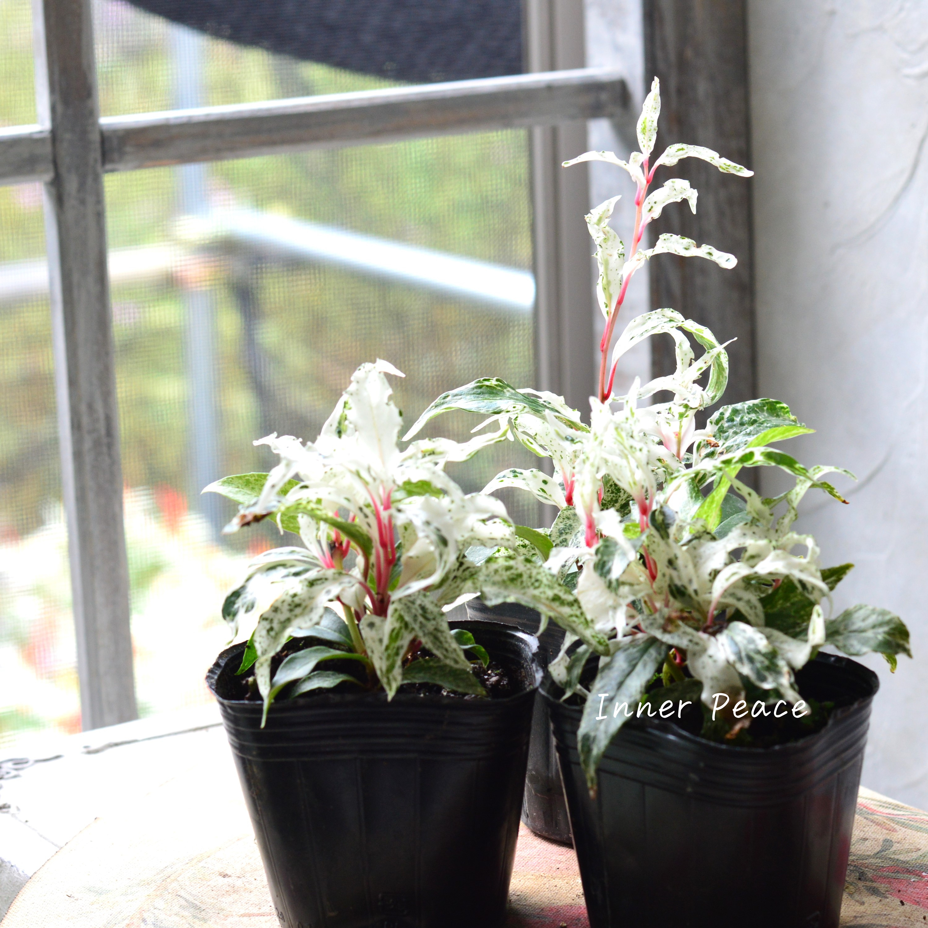 【美しい】 美男カズラ 『紅吹雪』 3寸POT