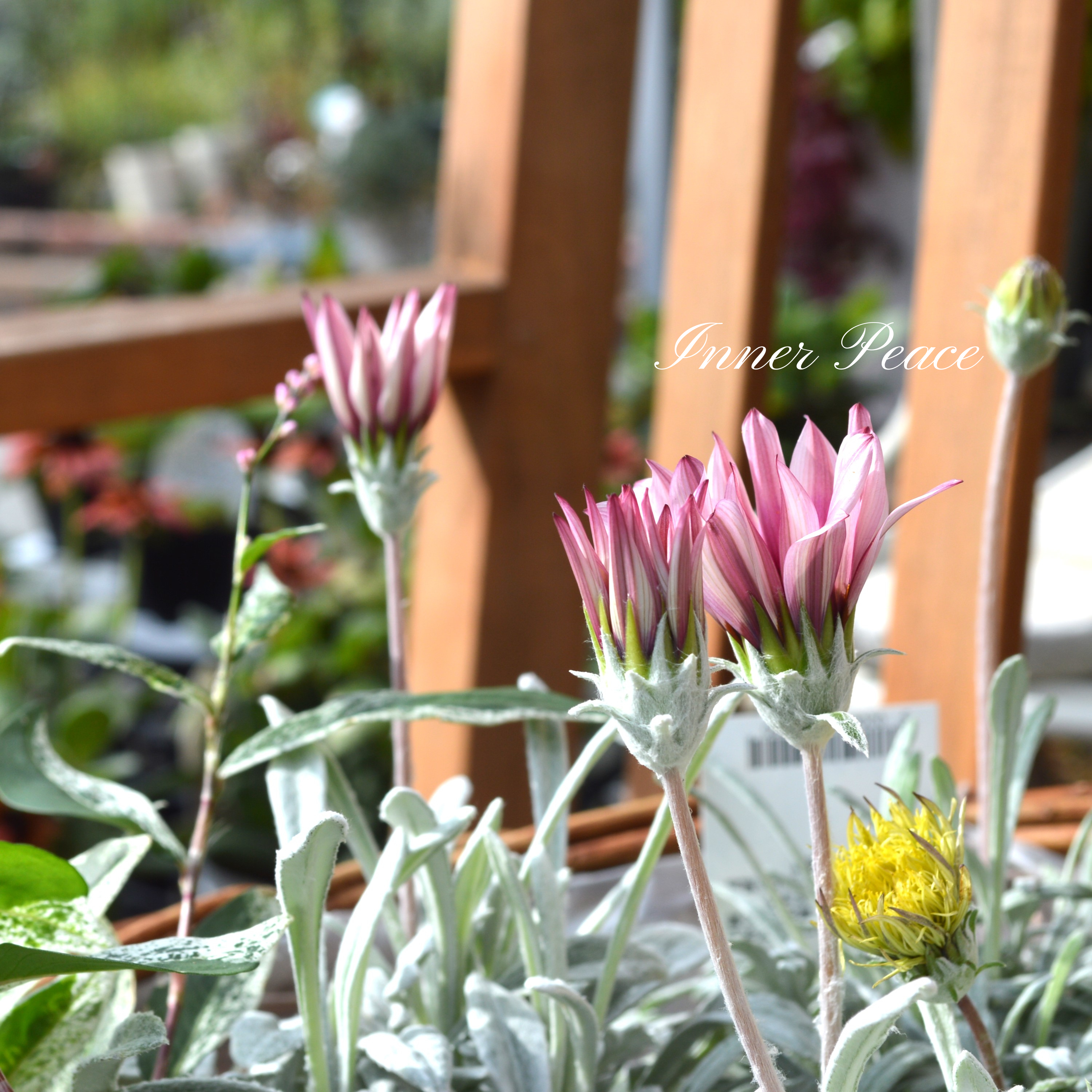 【希少】 ガザニア 『クリムゾンフラッシュ』 3.5寸POT