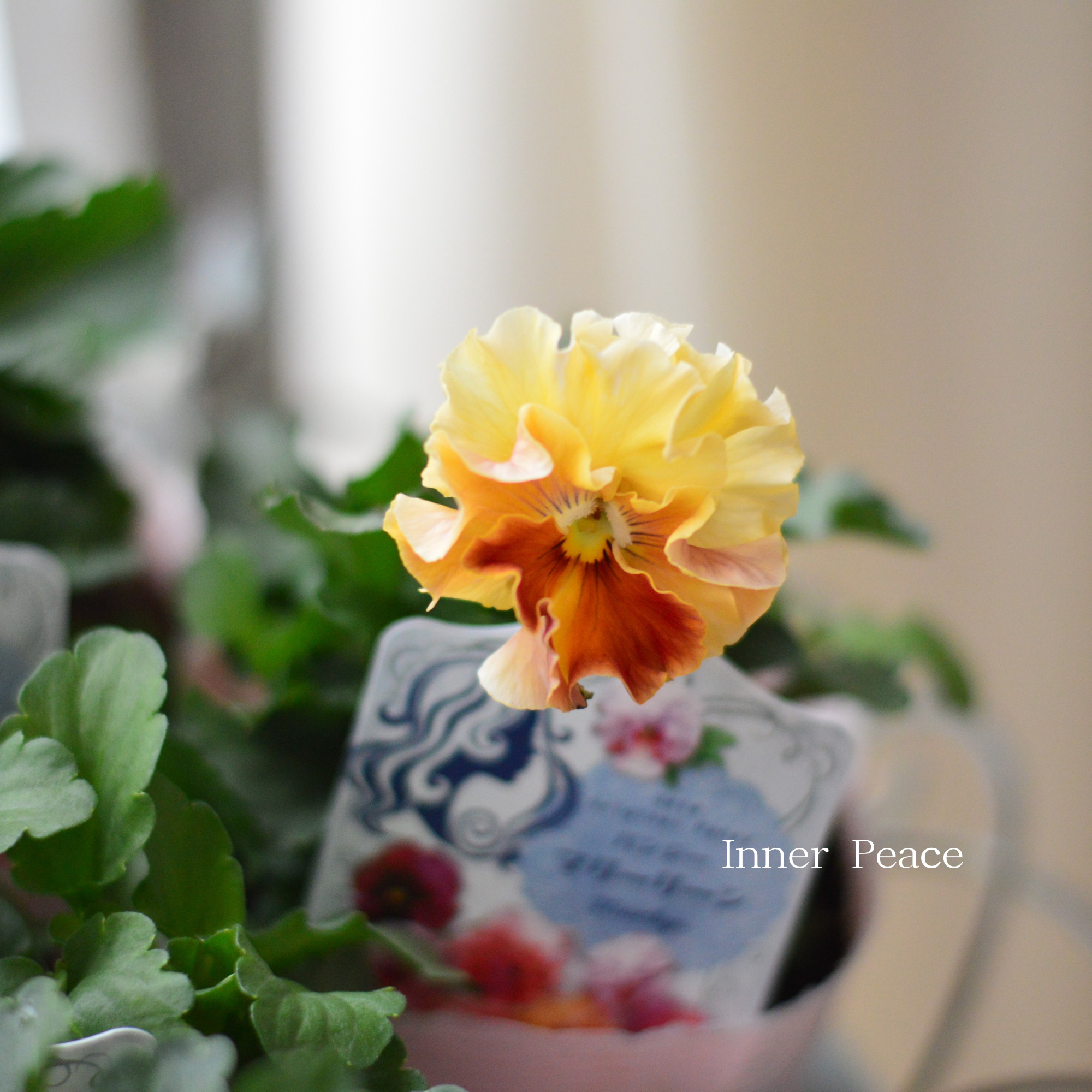 【うえたさん育種】 パンジー 『マリーリーン・A』 3.5寸POT