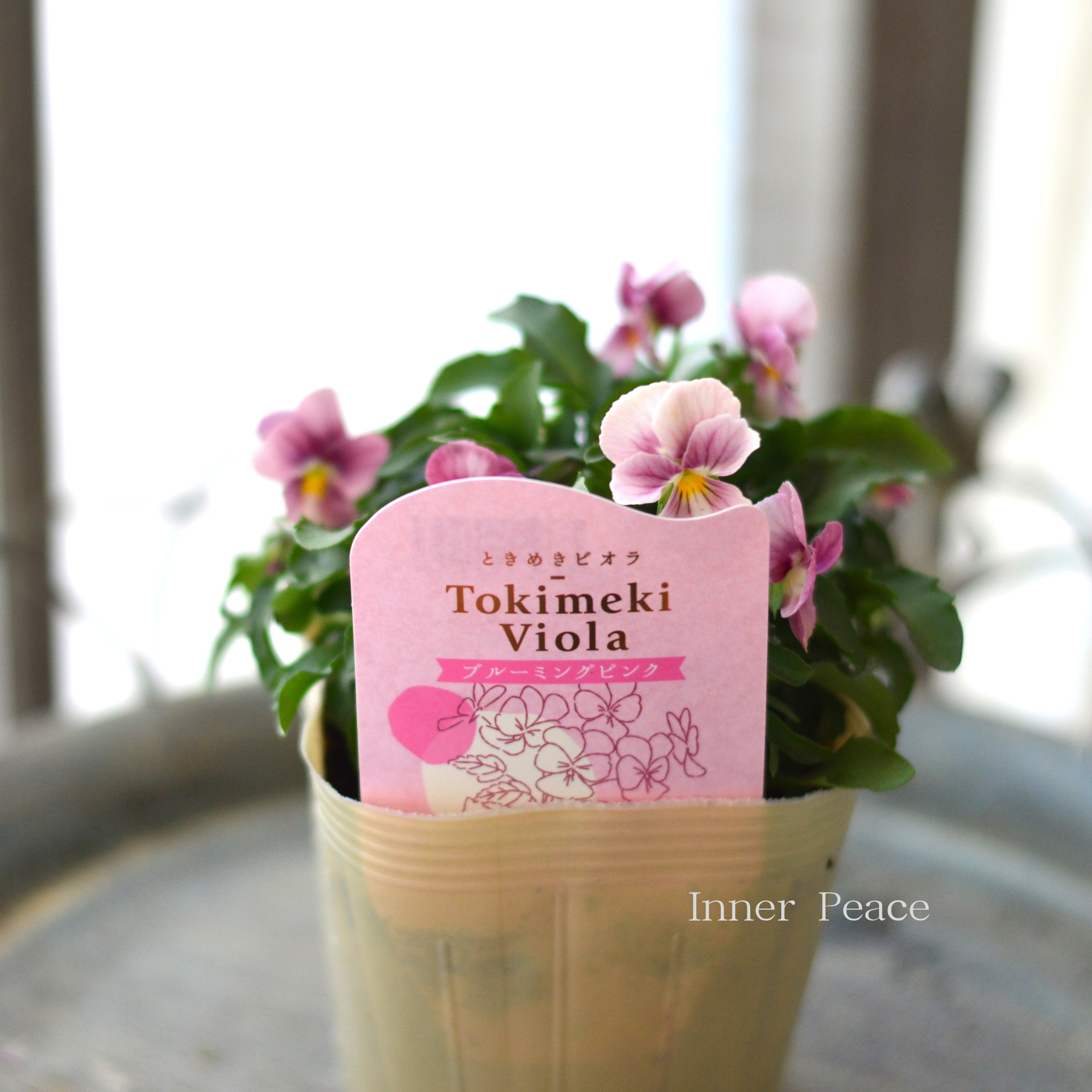 【奥田園芸さん】 ときめきビオラ 『ブルーミングピンク』 3.5寸POT