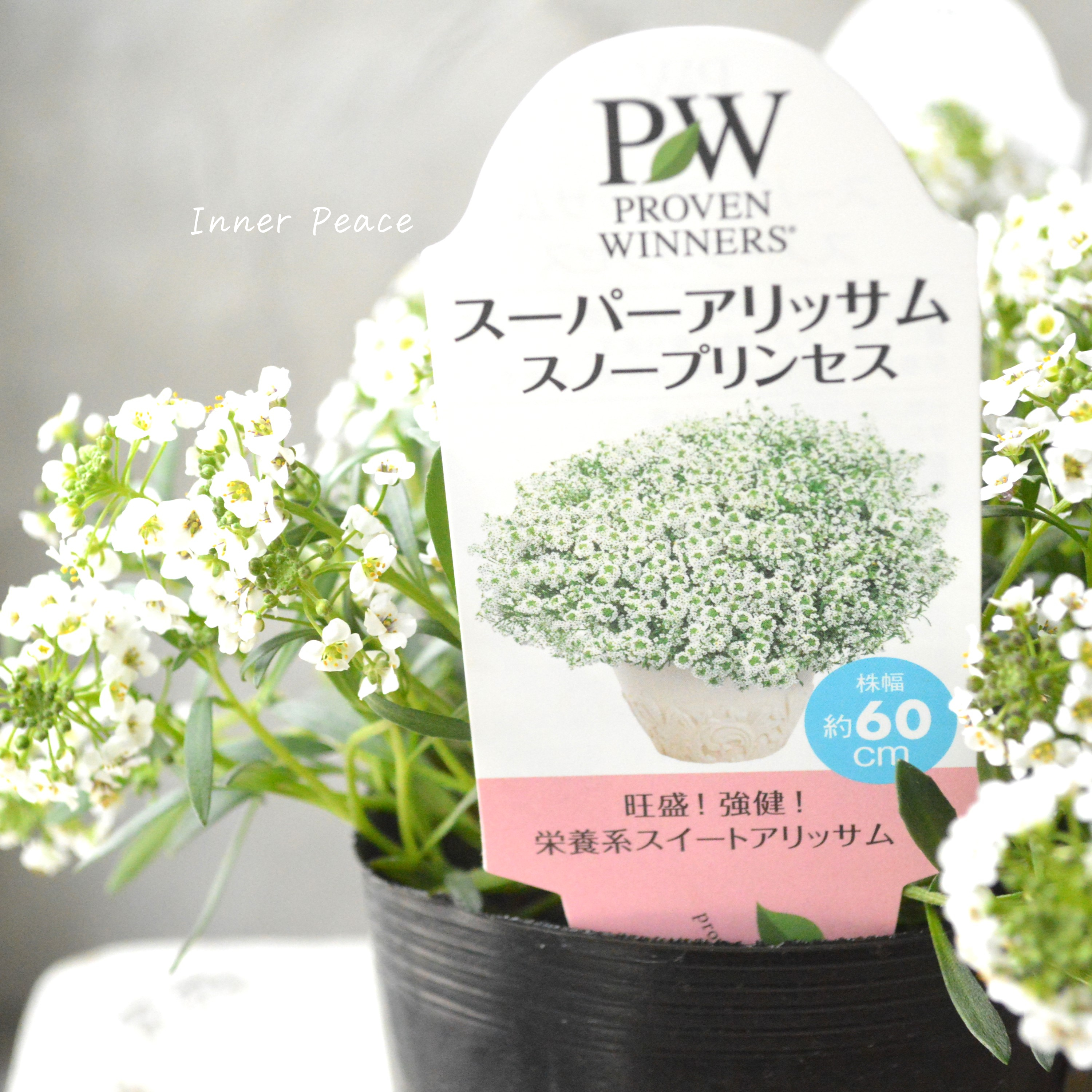 【PW】 Sale! スーパーアリッサム 『スノープリンセス』 3寸POT