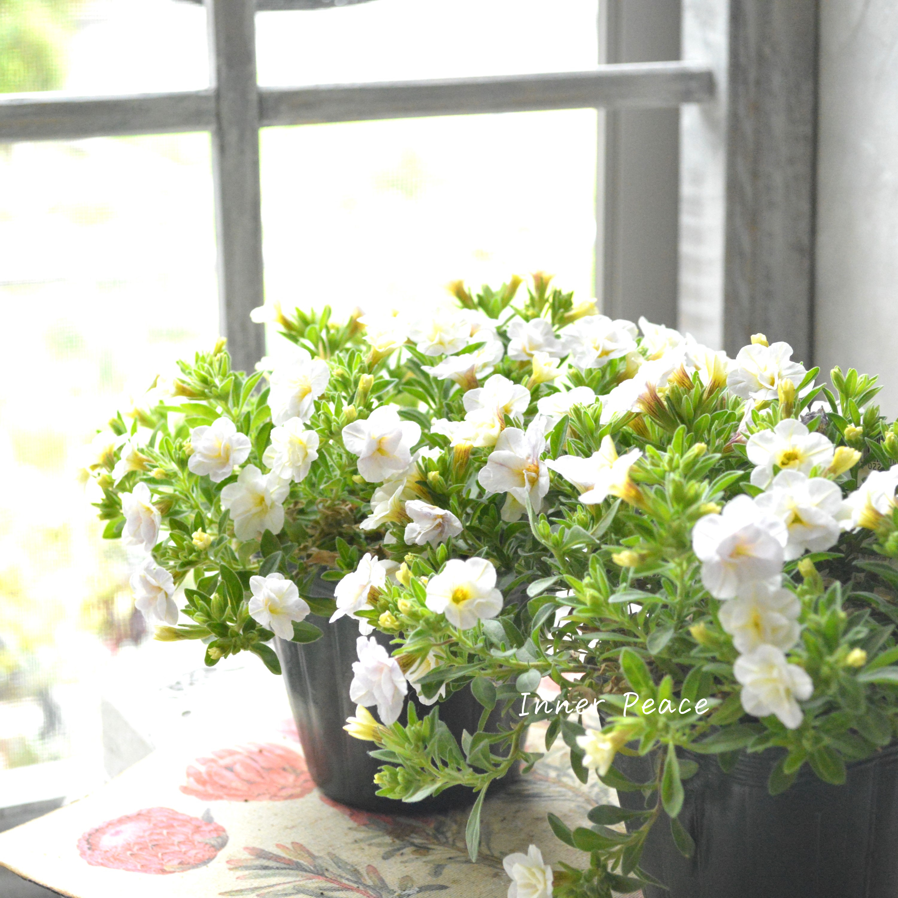 【ゲブラさん】Sale! カリブラコア 『スノープリンセス』 3.5寸POT