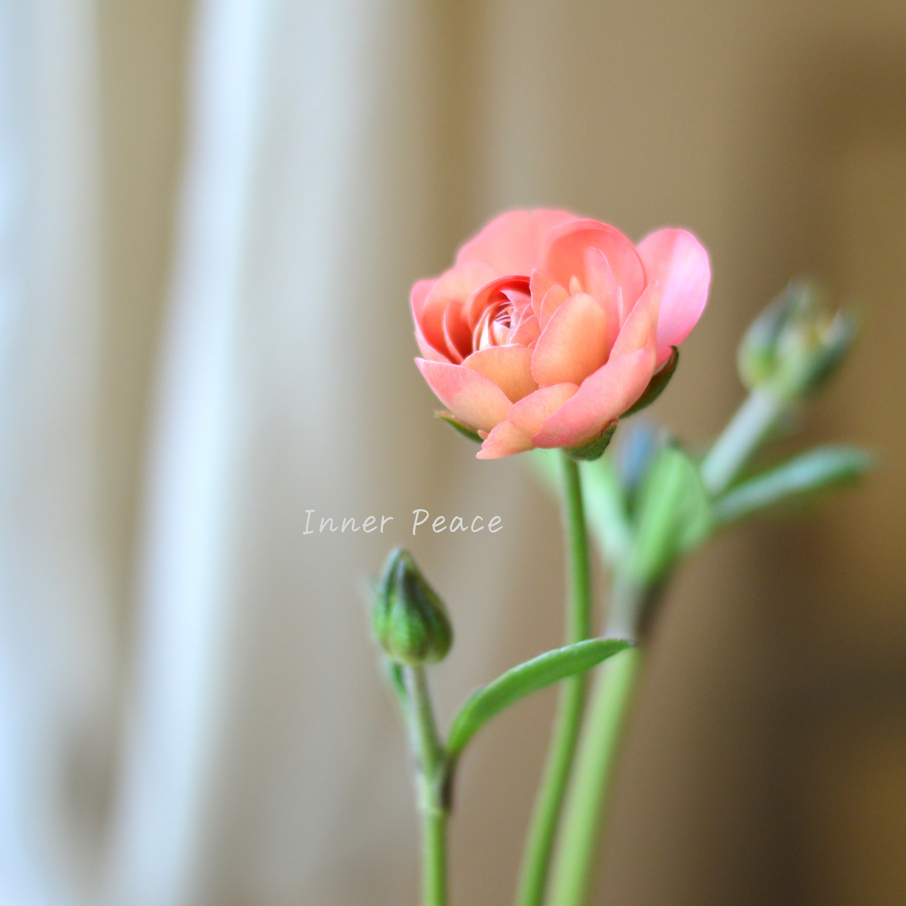 【美しい】 ラナンキュラス・ラックス 『エリス』 4寸POT