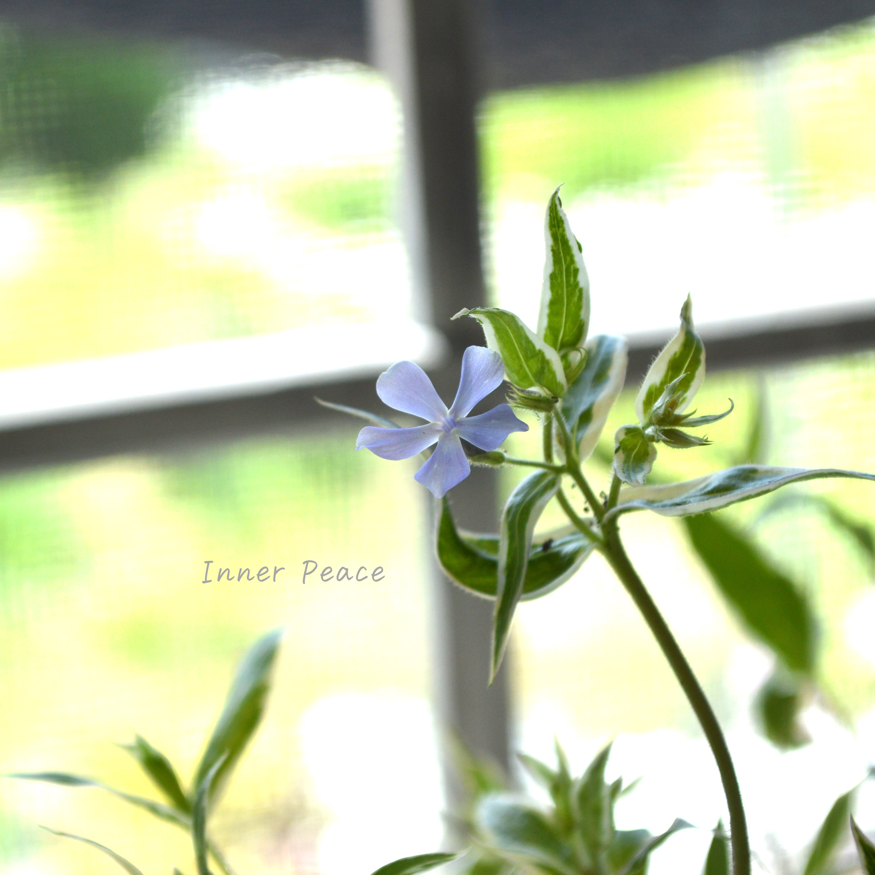 【宿根草】 斑入りフロックス 『モントローザトリカラー』 3寸POT