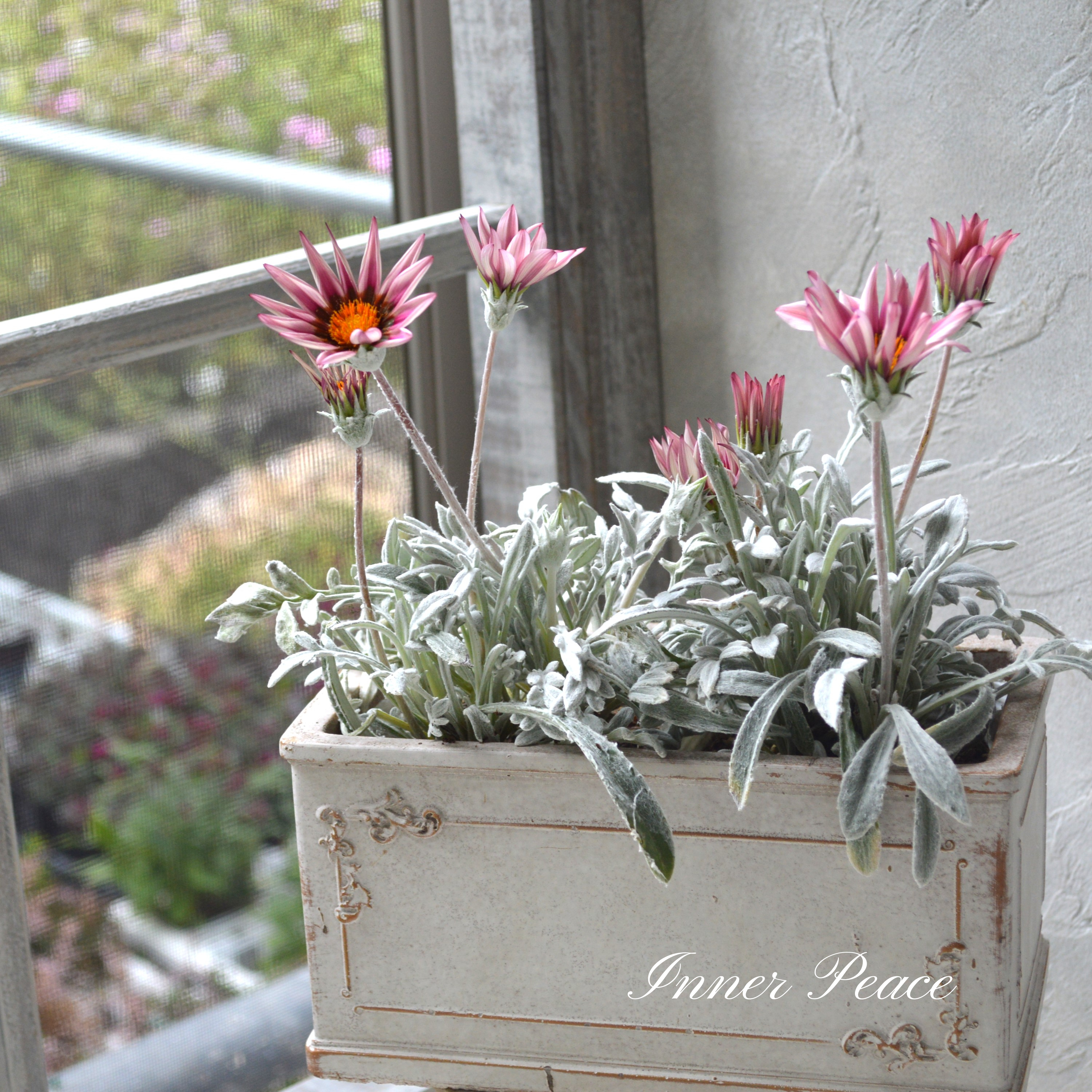 【希少】 ガザニア 『クリムゾンフラッシュ』 3.5寸POT