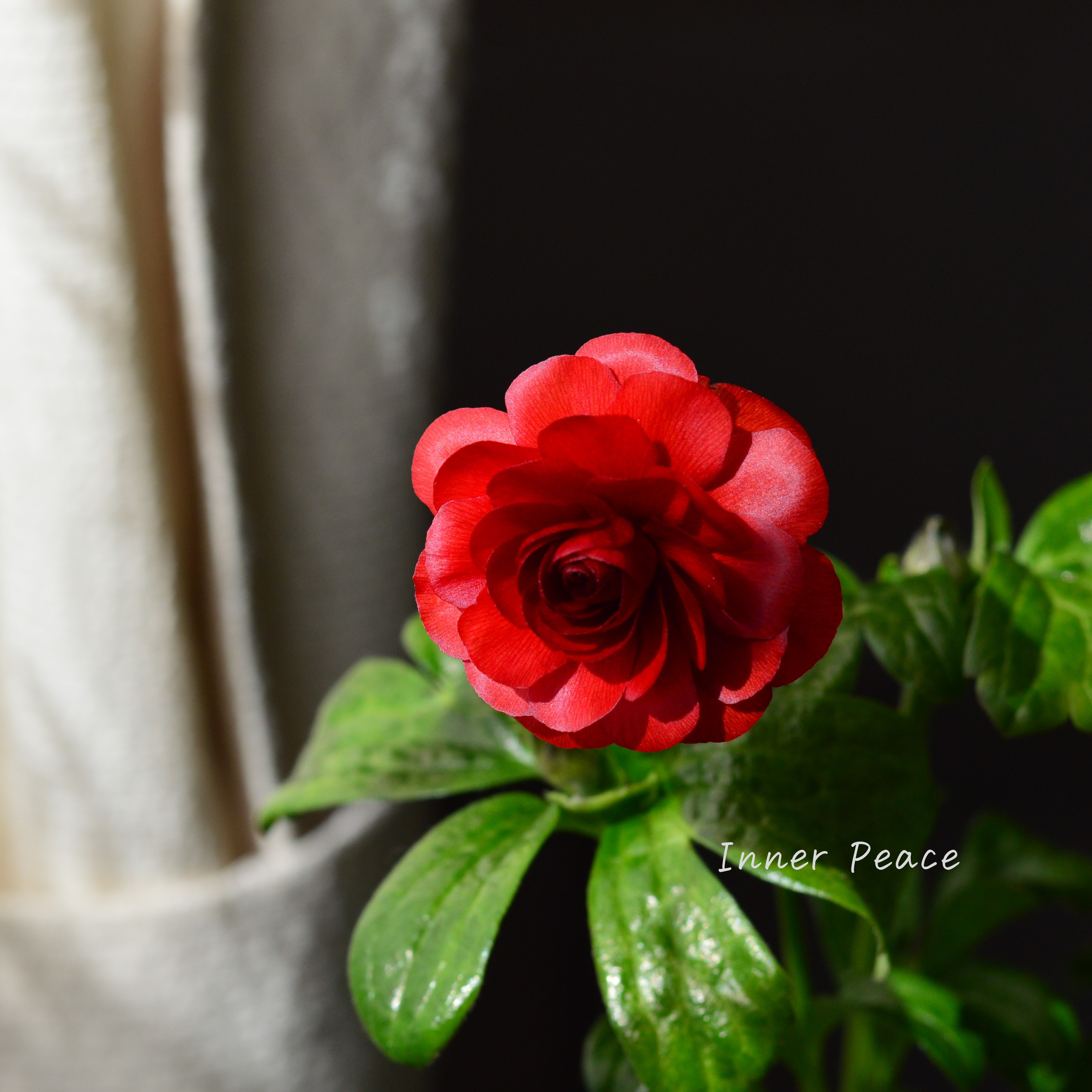 【美しい】 ラナンキュラス・ラックス 『ハデス』 3.5寸ロングPOT