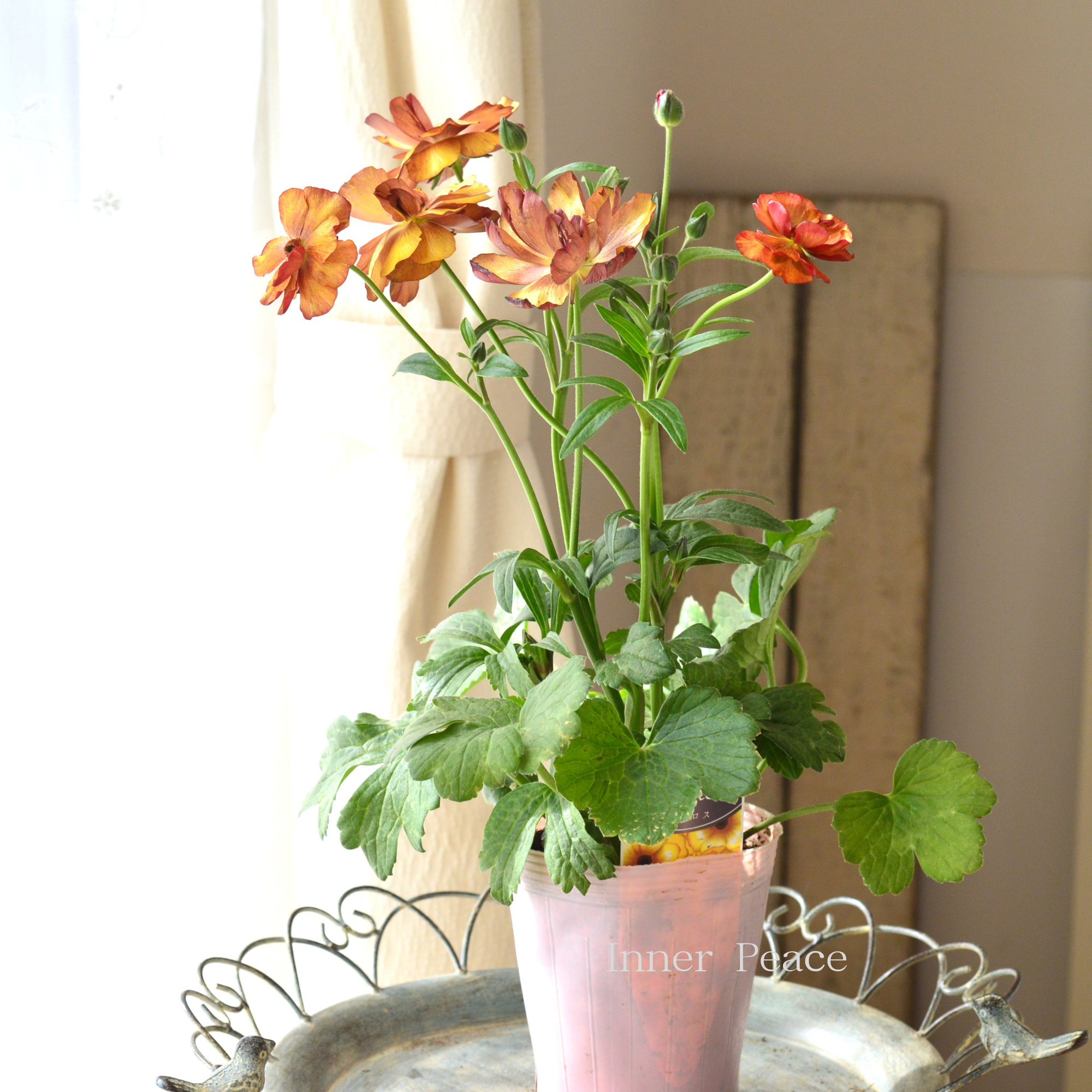 【美しい】 ラナンキュラス・ラックス 『サティロス』 4寸POT