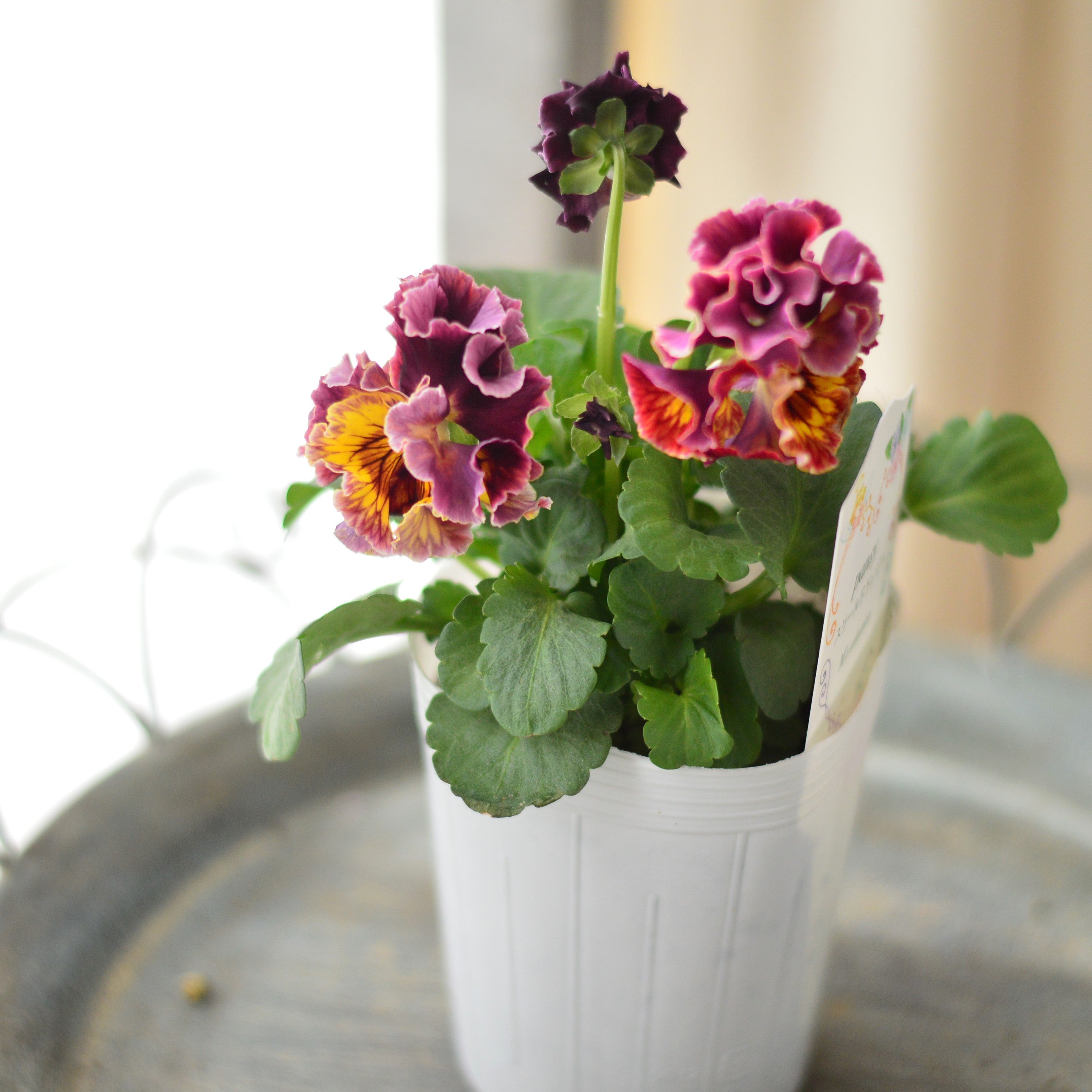 【松原園芸さん】 パンジー 『スリールドランジュ・レッド系』 3寸POT