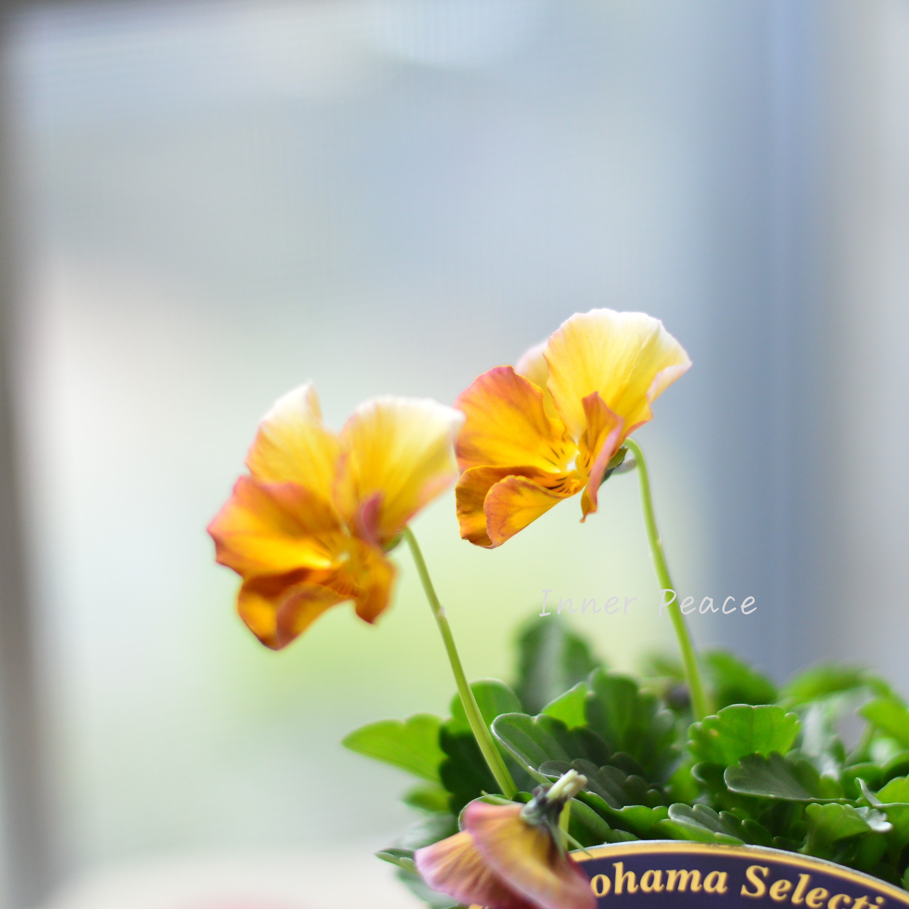 【人気】 ビオラ 『横浜セレクション・テレジアン』 3寸POT