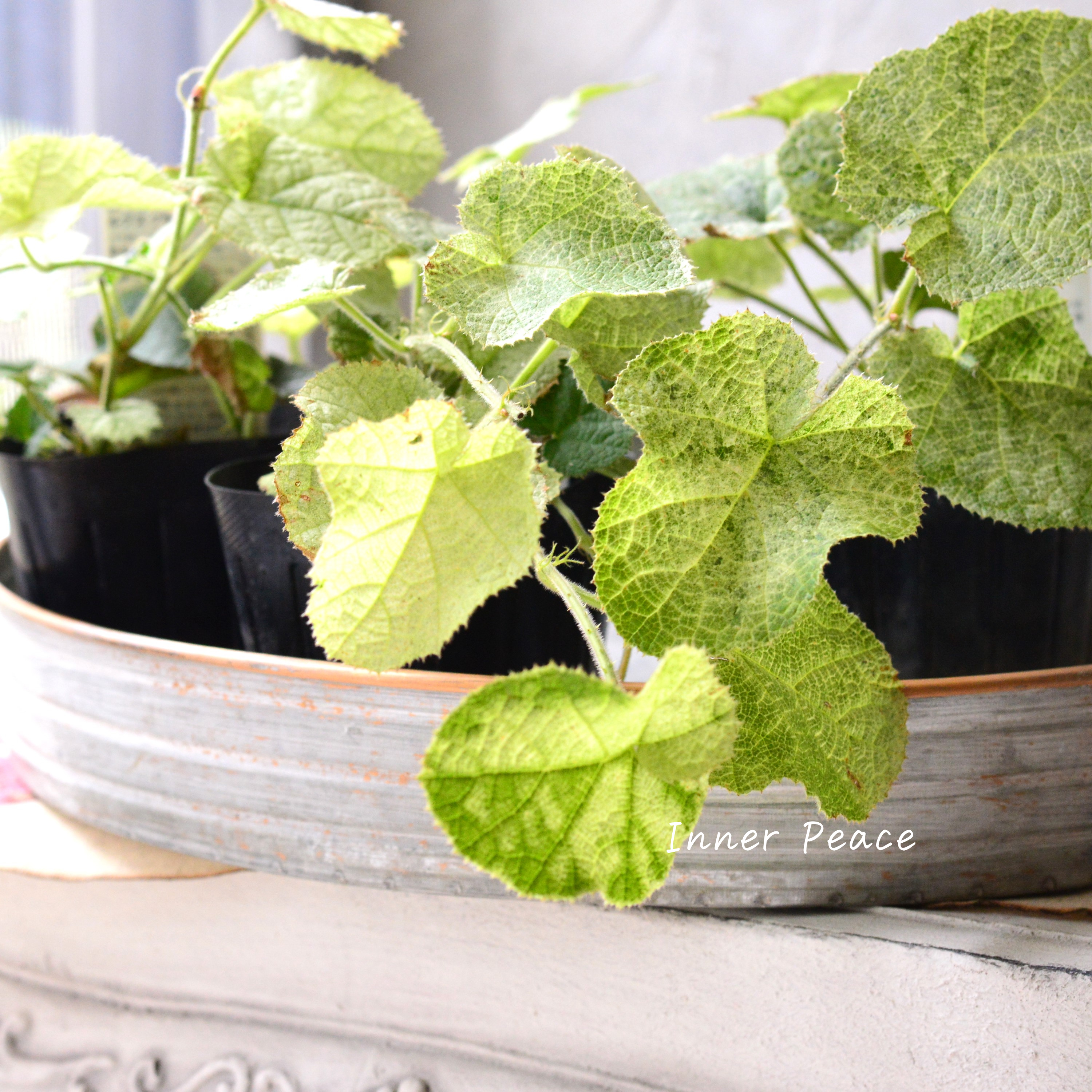 【オシャレ】 ルブス 『クラシックホワイト』 3寸POT