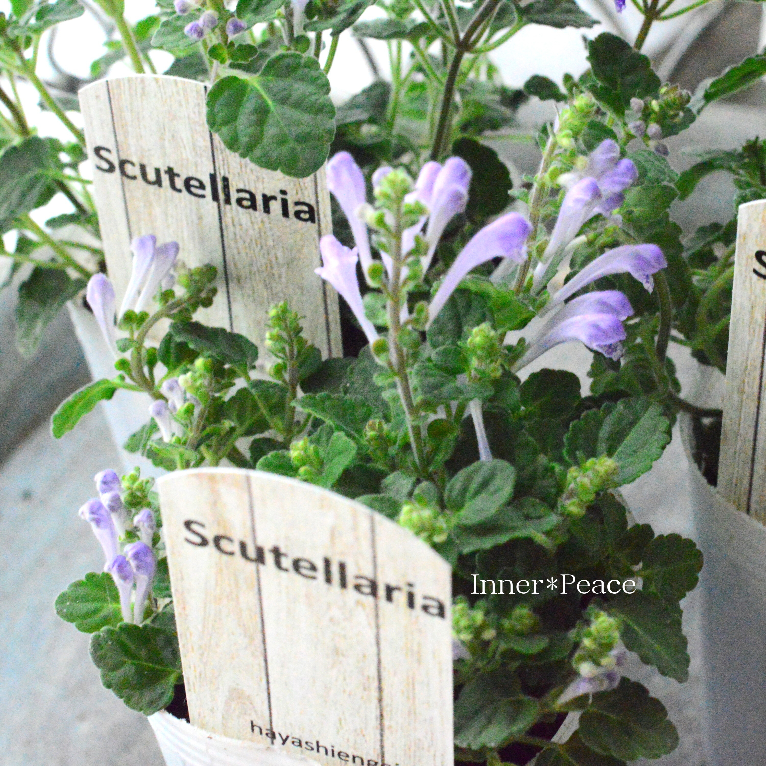 【美しい】 スクテラリア(タツナミソウ) 『ブルー』 2.5寸POT