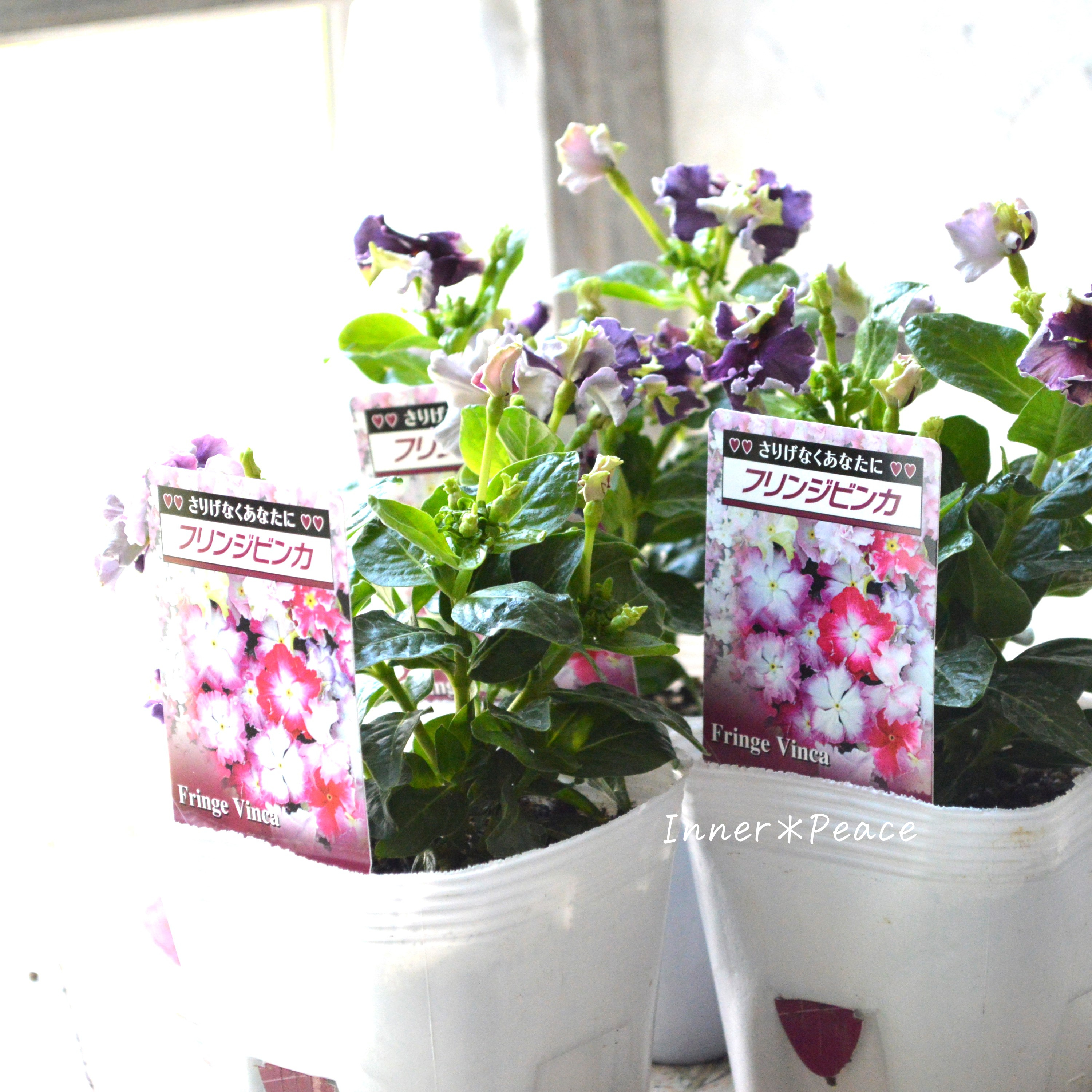 【北島園芸さん】 ニチニチソウ 『くすみブラックベリーチュチュ』 3.5寸POT