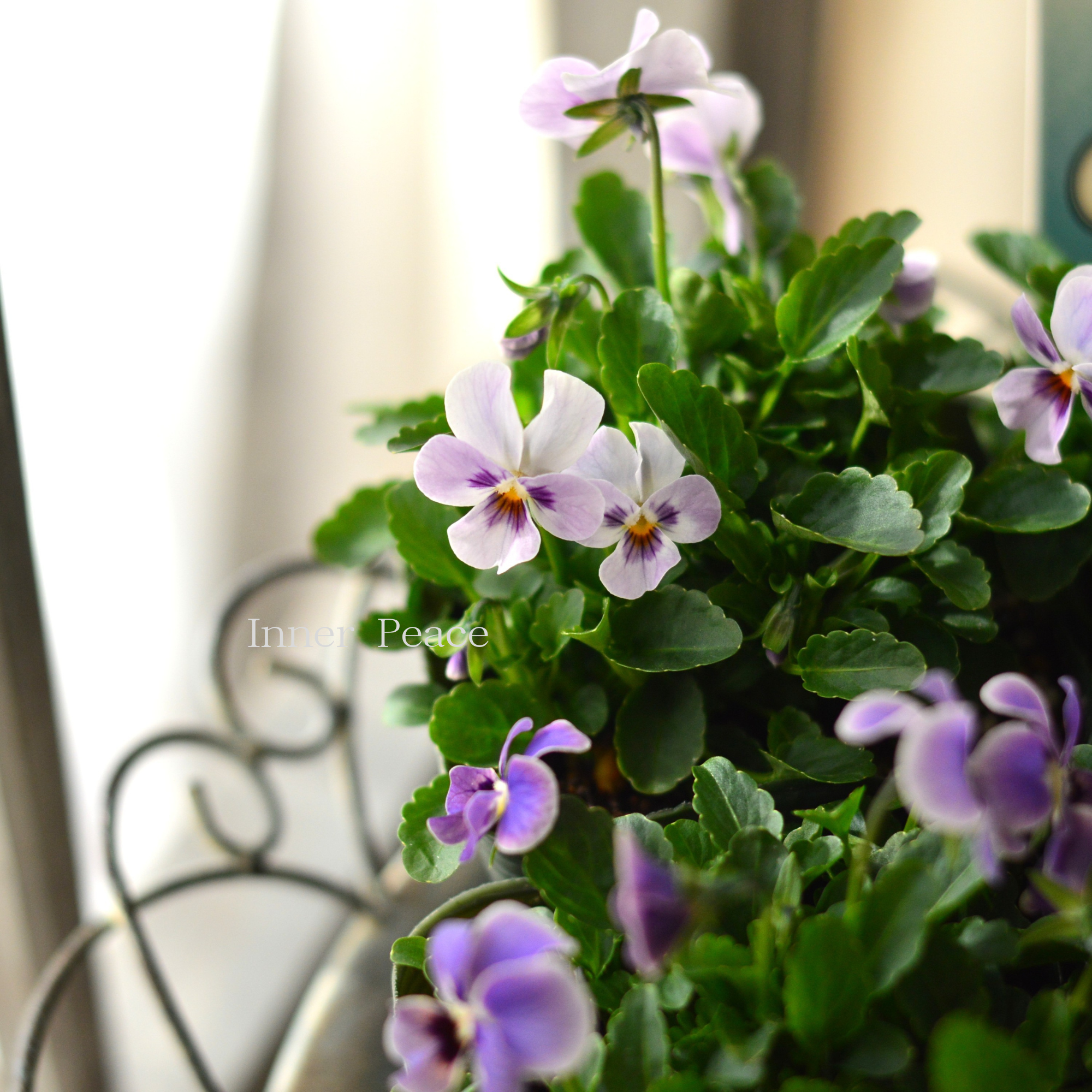 【ゲブラさん】 試験品種ビオラ 『ステラブルー』 3.5寸POT