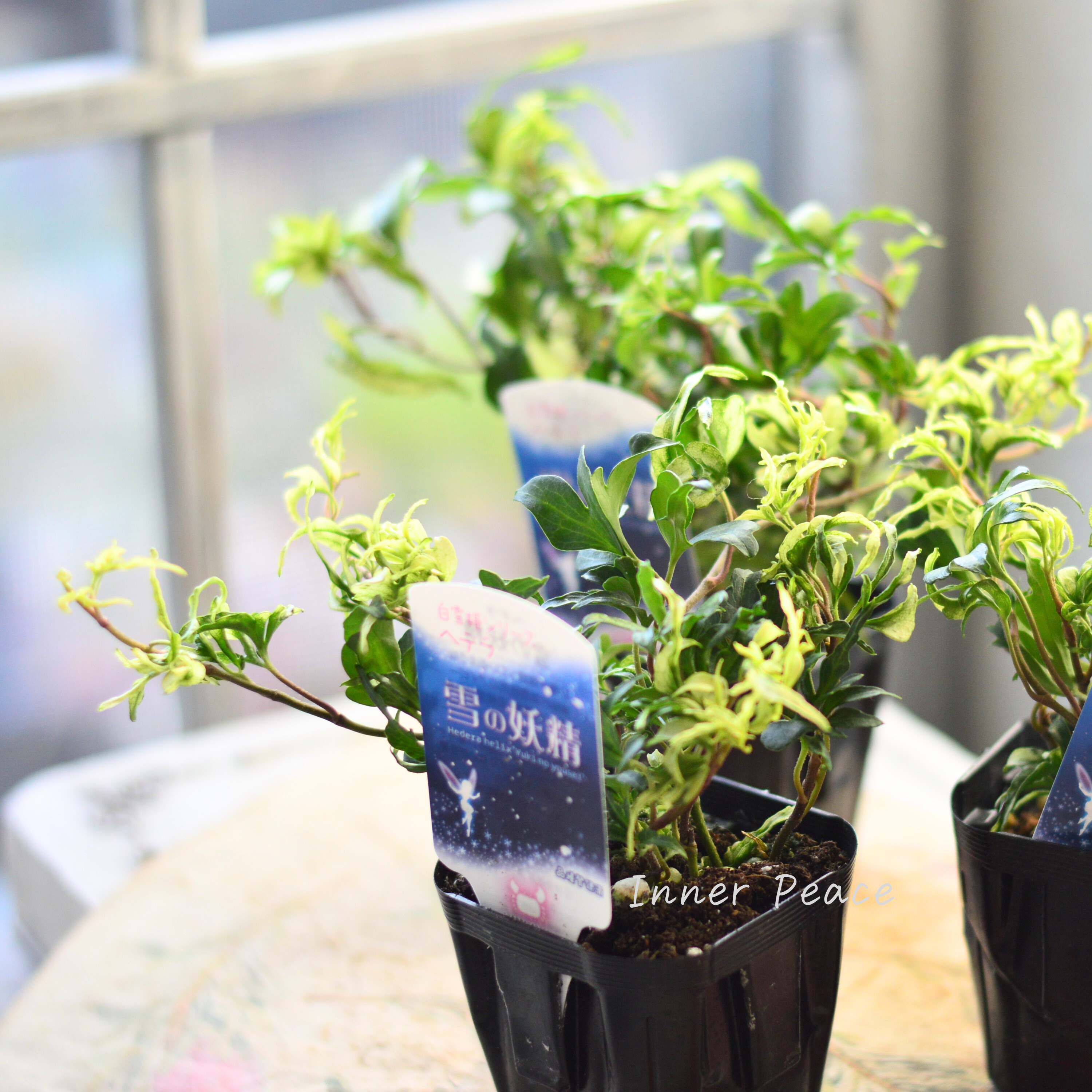 【希少】 ヘデラ 『雪の妖精』 3寸POT