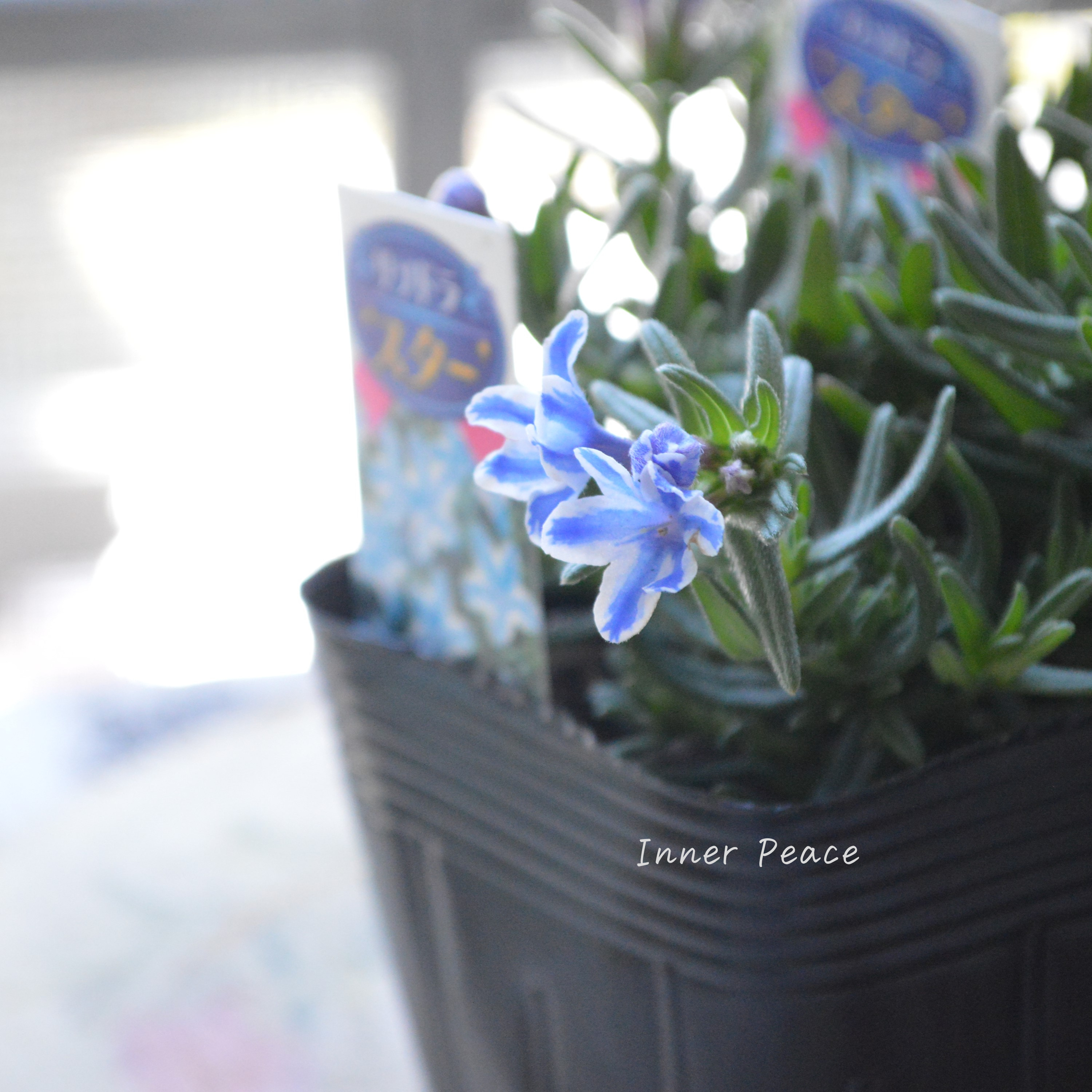 【美しい】 ミヤマホタルカズラ 『リソドラスター』 3.5寸POT