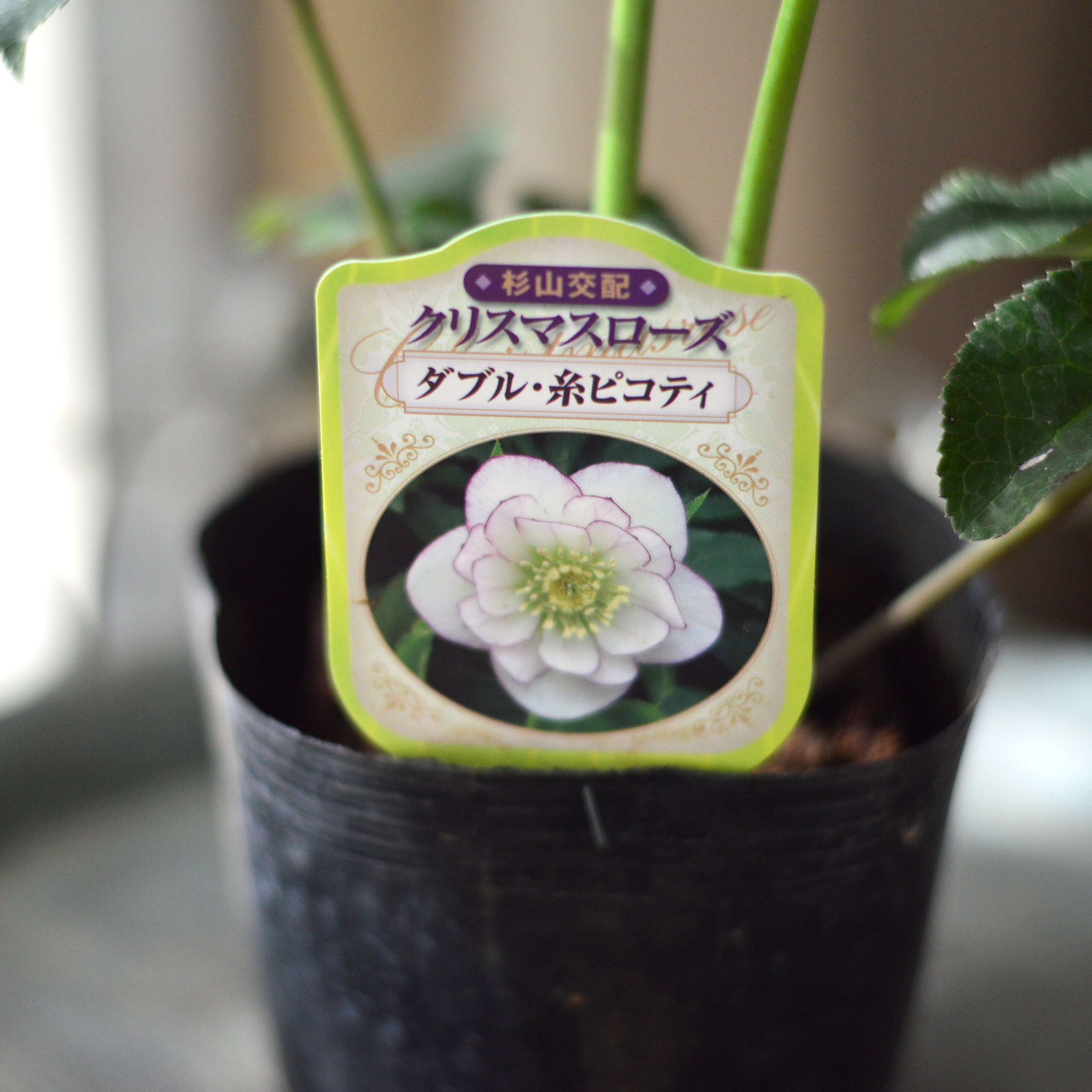 【杉光園芸さん】 クリスマスローズ 『ダブル・糸ピコティ』 4寸POT