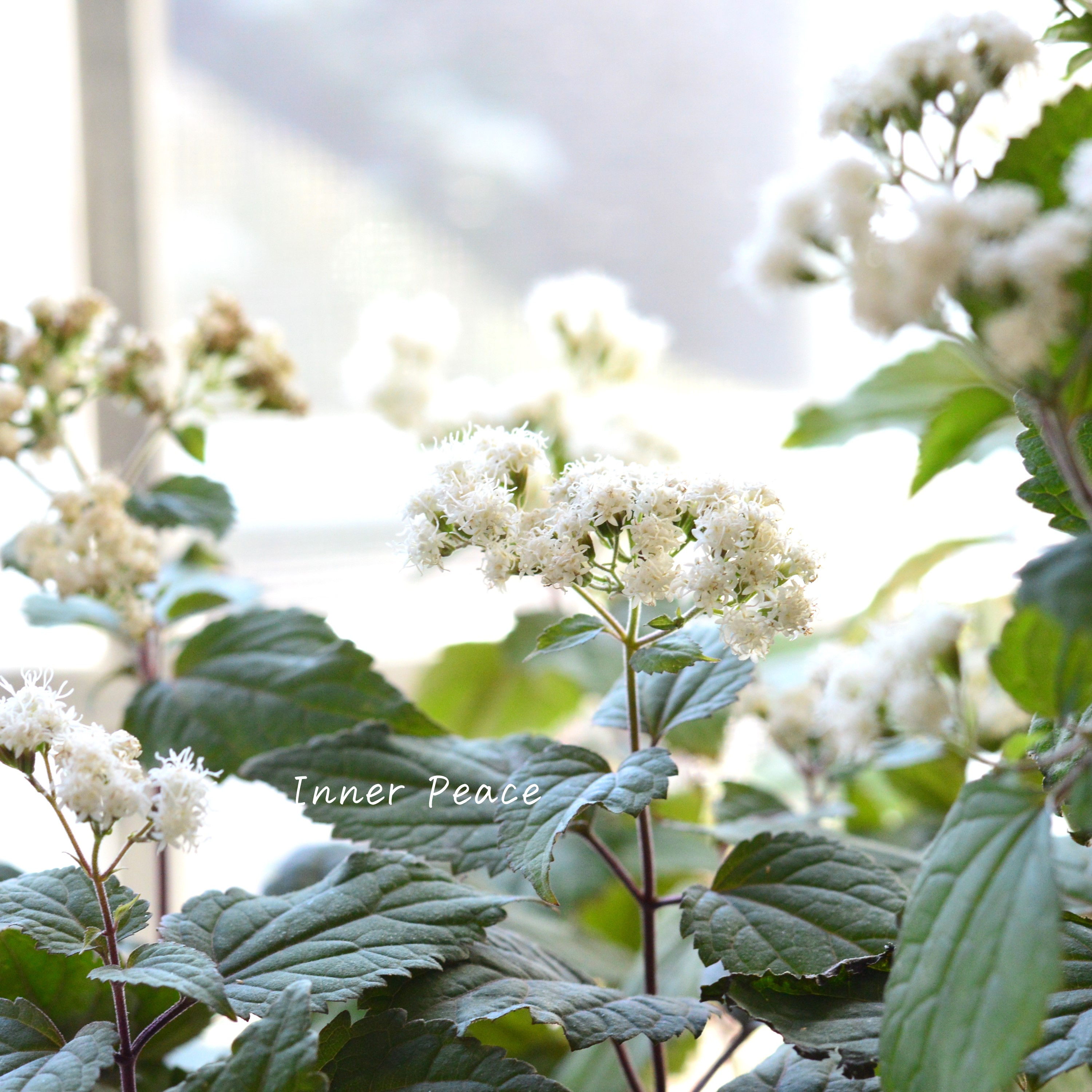 【暑さ寒さに強い】 ユーパトリウム 『チョコレート』 3寸POT