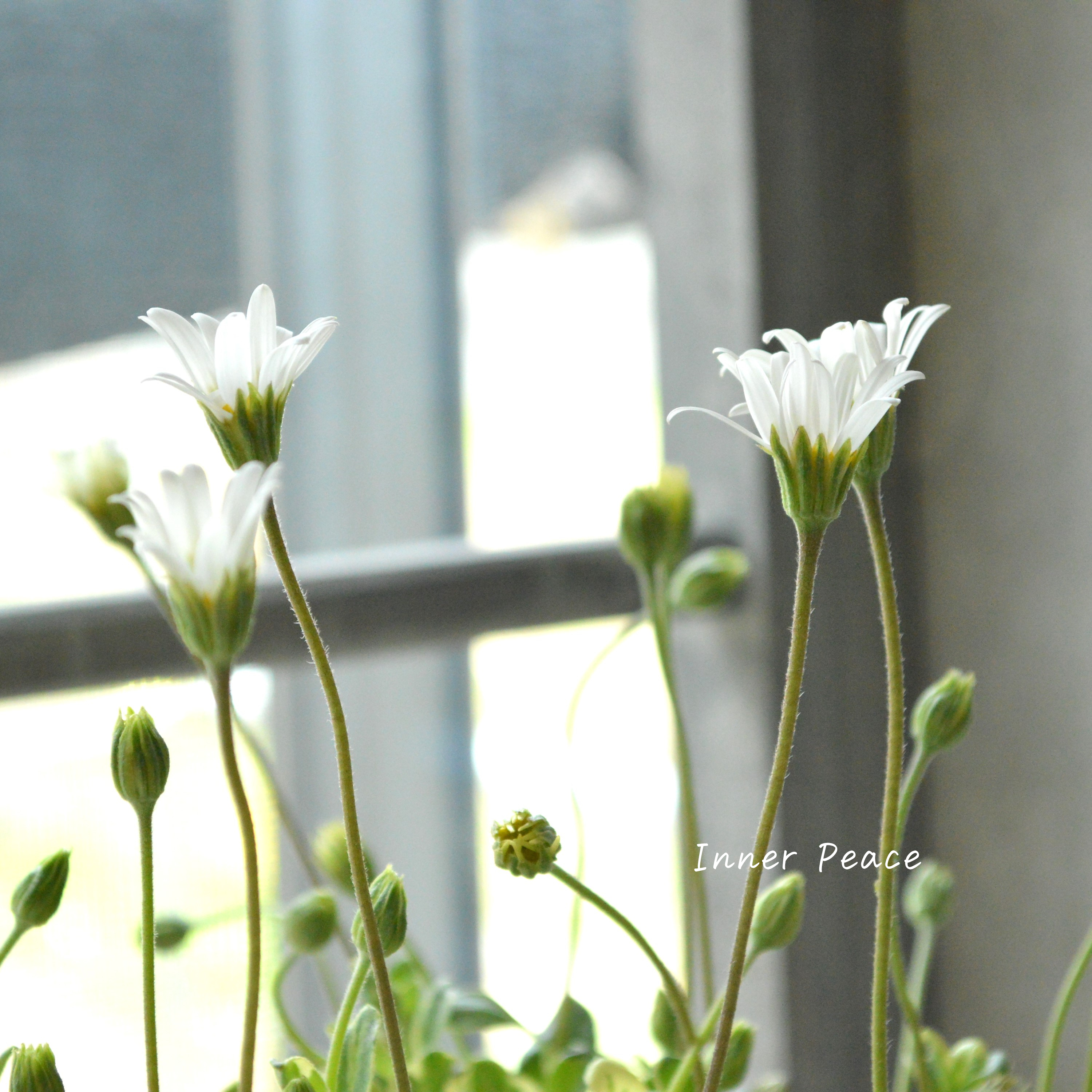 【斑入り】 ブルーデージー 『ペガサス』 3号POT