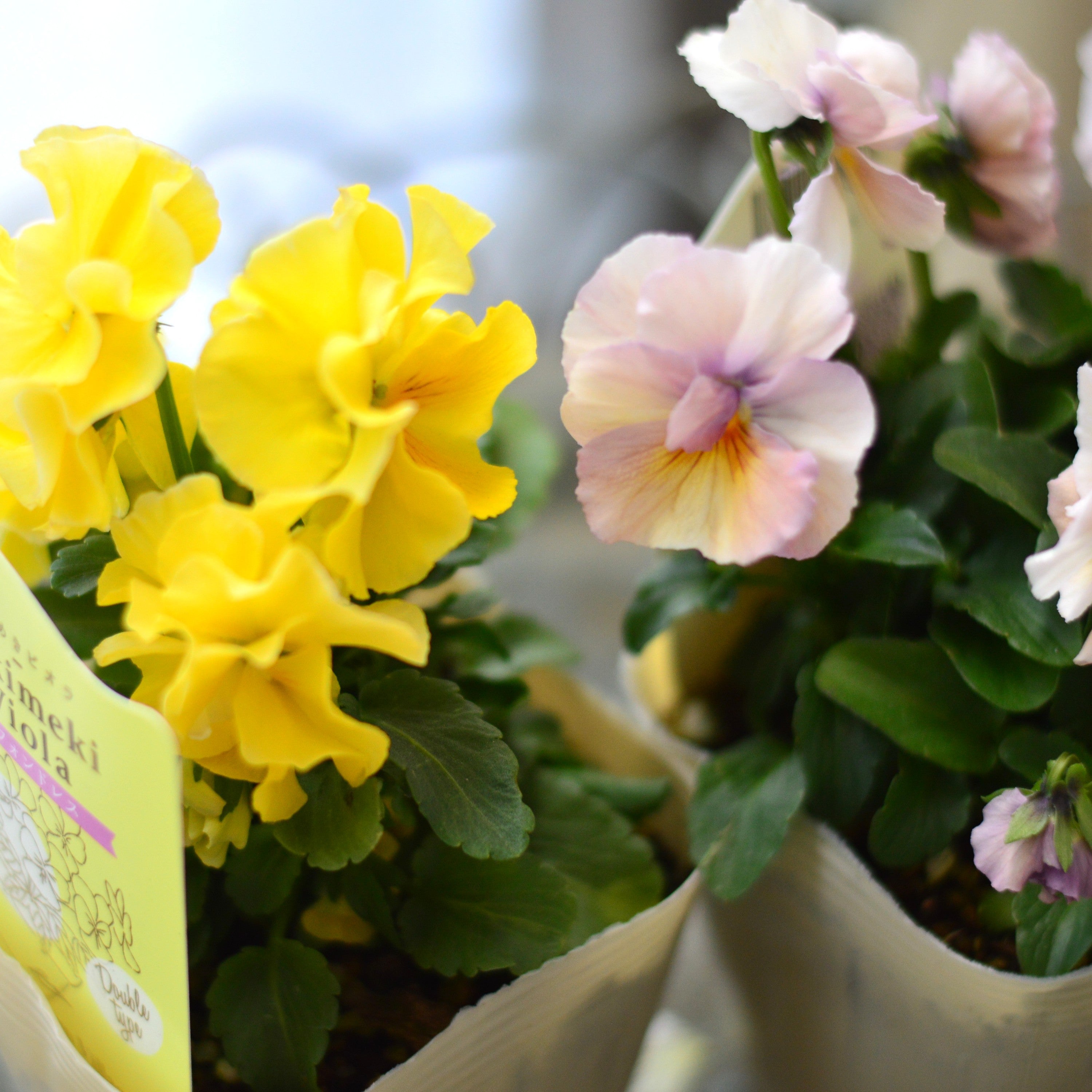 【奥田園芸さん】 ときめきビオラ 『シフォンドレス』 3.5寸POT