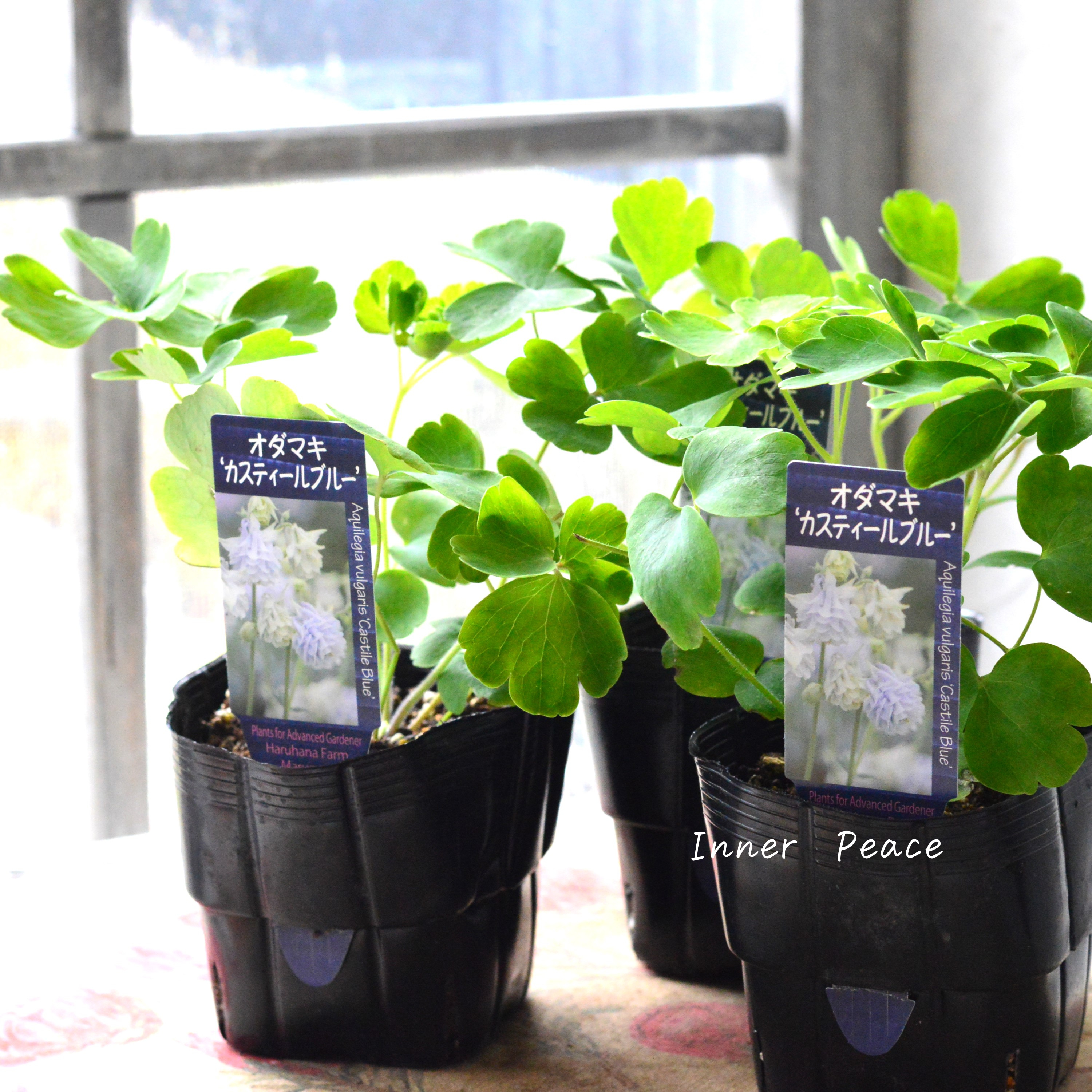 【希少】 八重咲きオダマキ 『カスティールブルー』 3.5寸POT