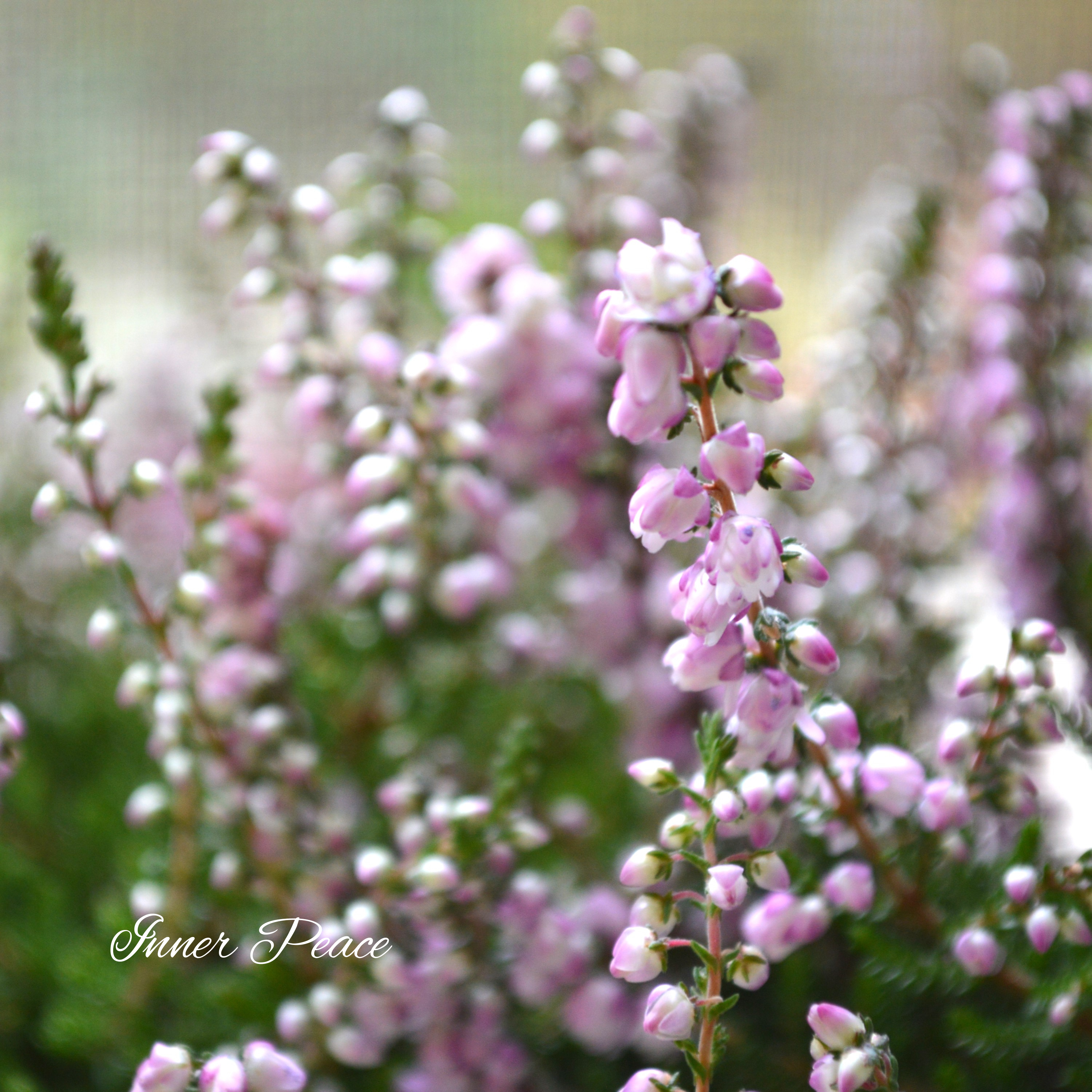 【豪華】 八重咲きカルーナ 薄ピンク 3寸POT