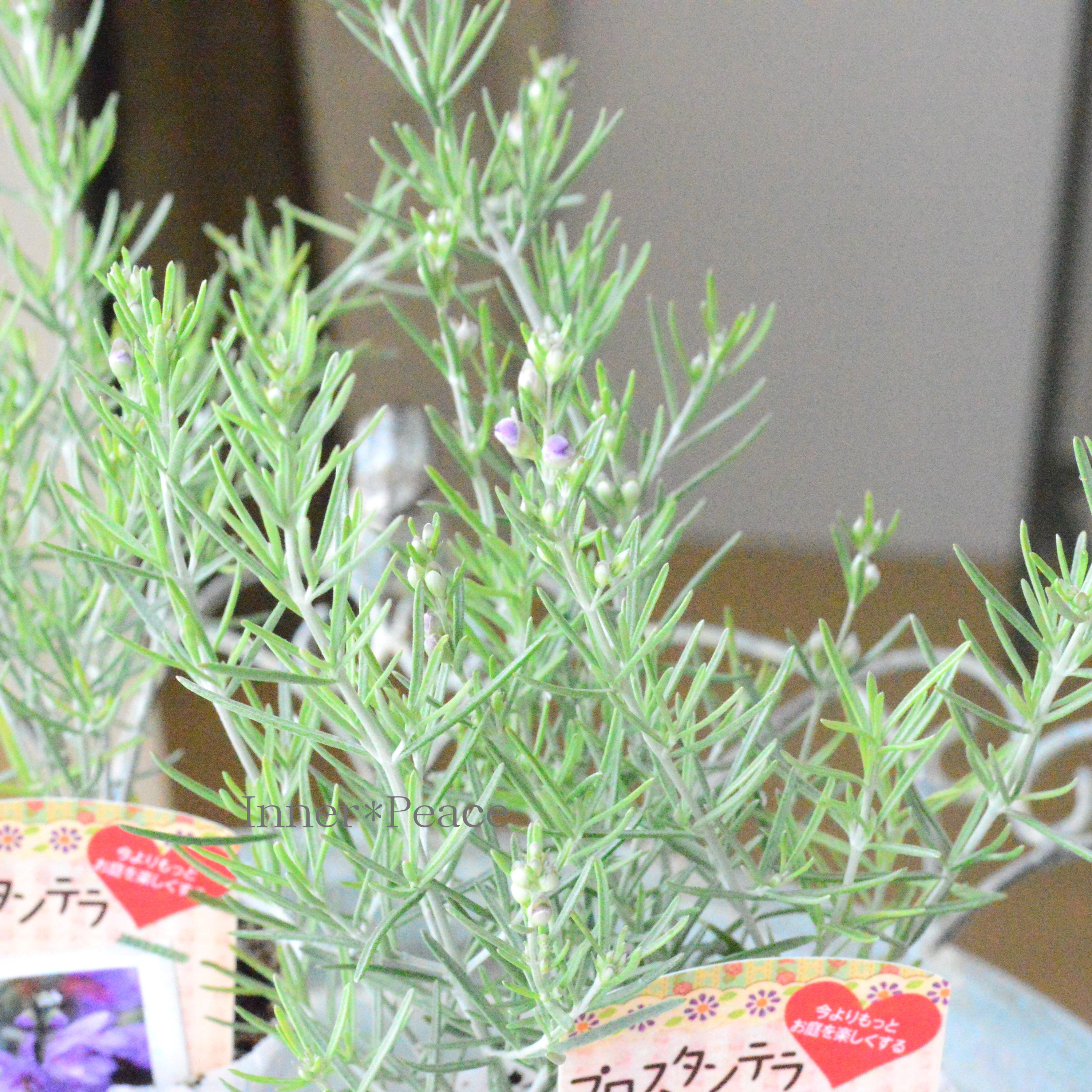 【常緑】 プロスタンテラ(ミントブッシュ) 2.5寸POT