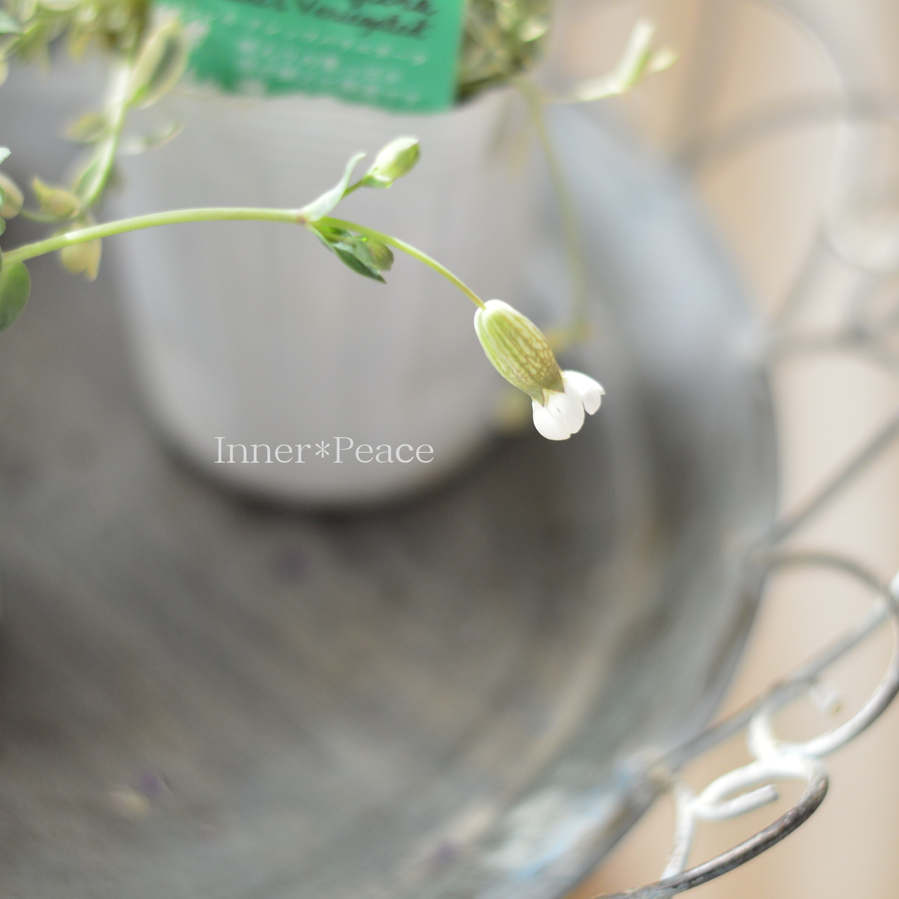 【かわいい】 シレネ 『ユニフローラ・ドレッツバリエガータ』 3寸ロングPOT