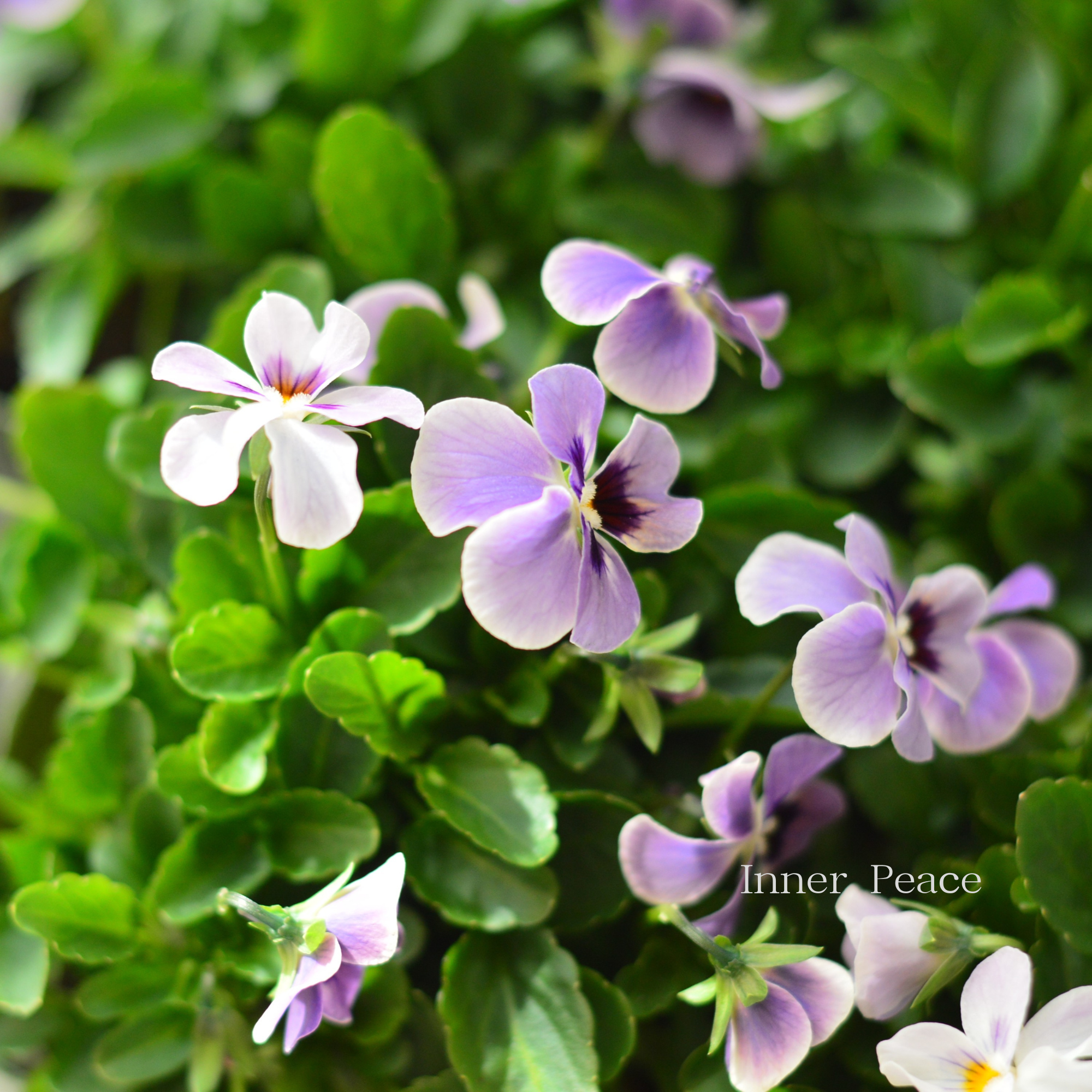 【ゲブラさん】 試験品種ビオラ 『ステラブルー』 3.5寸POT