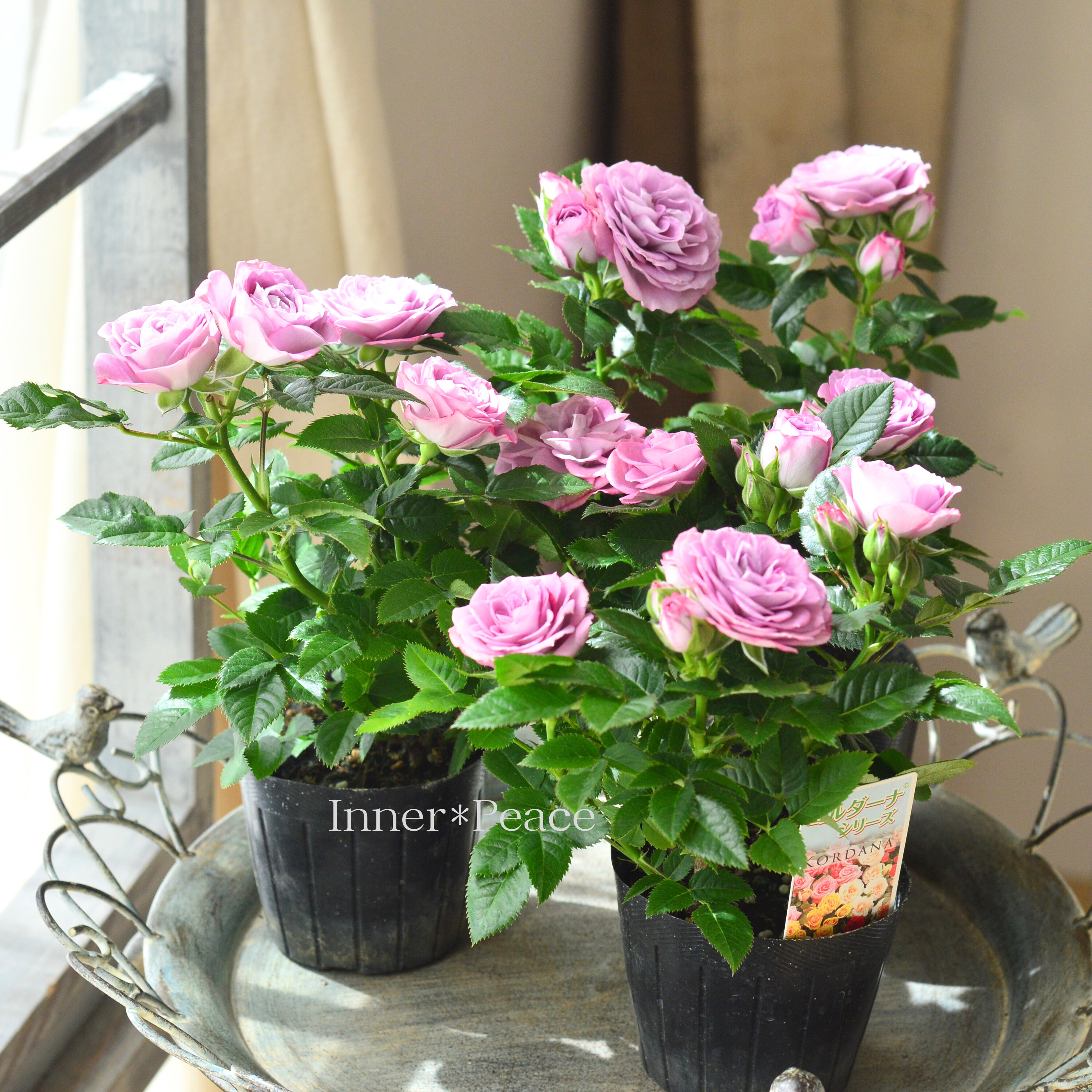 【美しい】ミニ薔薇 『コルダナ・インプルーブドブルー』 3寸POT