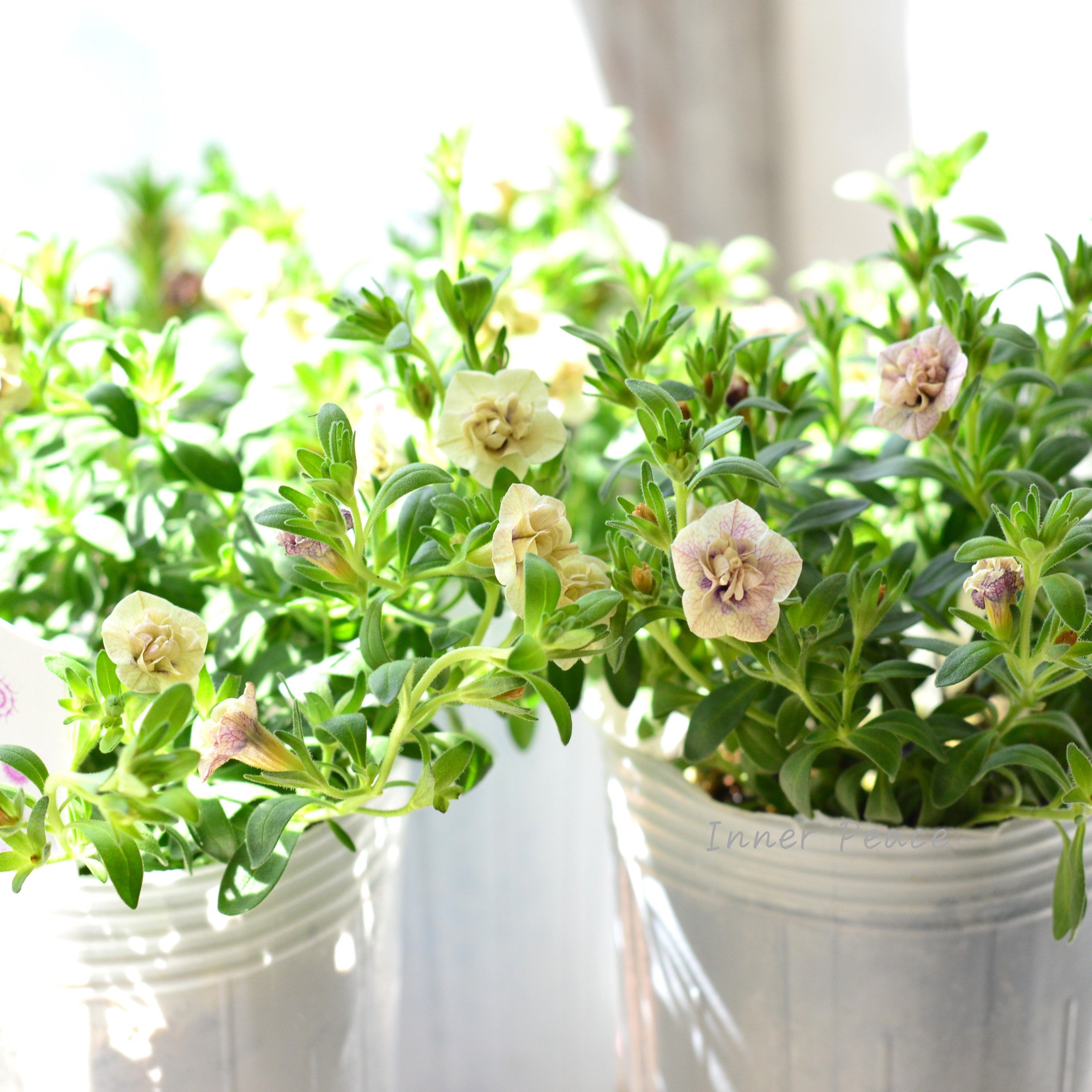 【希少】ナラフラさん カリブラコア 『紫紺のかごめ』 3寸ロングPOT