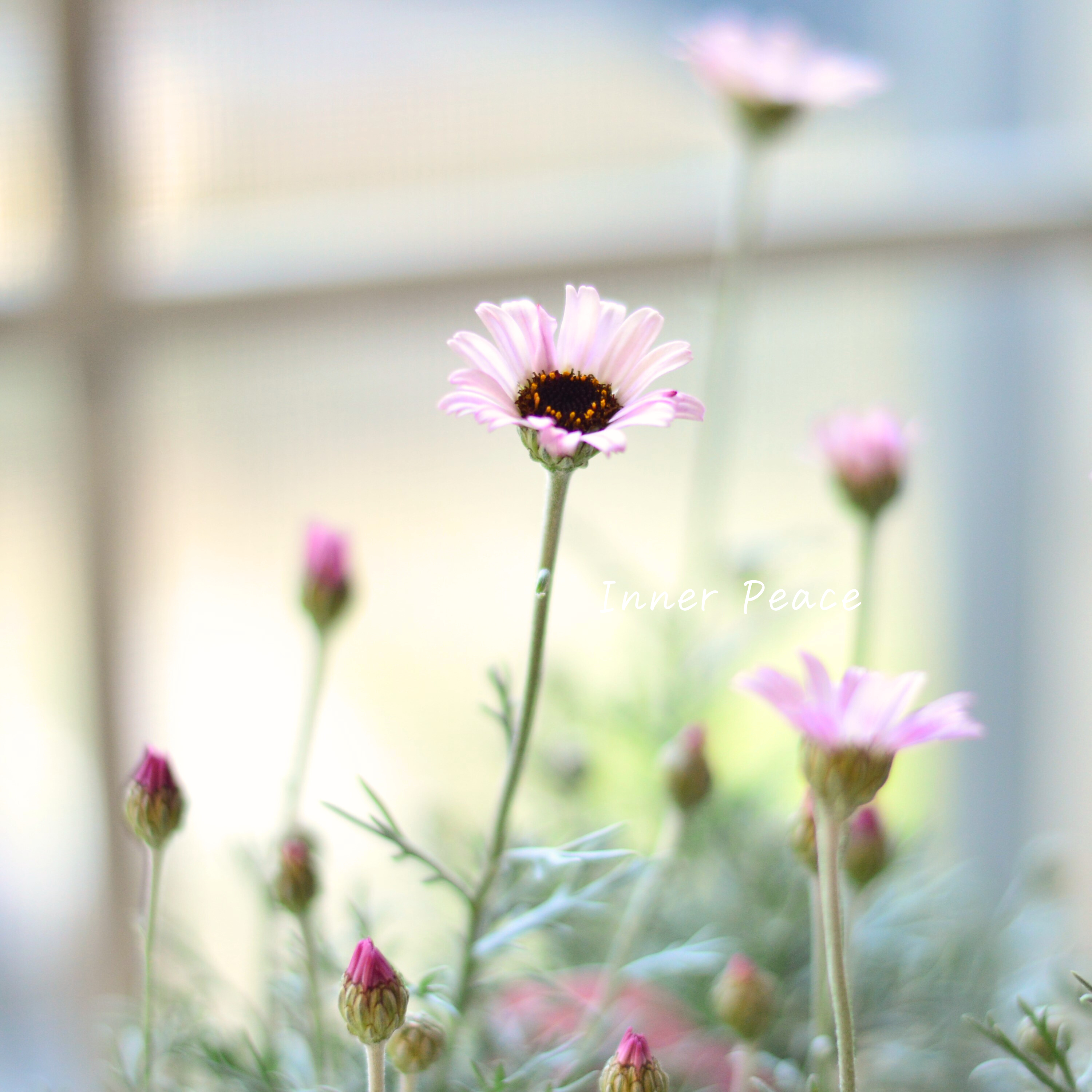 【大人かわいい】 ローダンセマム 『エルフピンク』 3.5寸ロングPOT