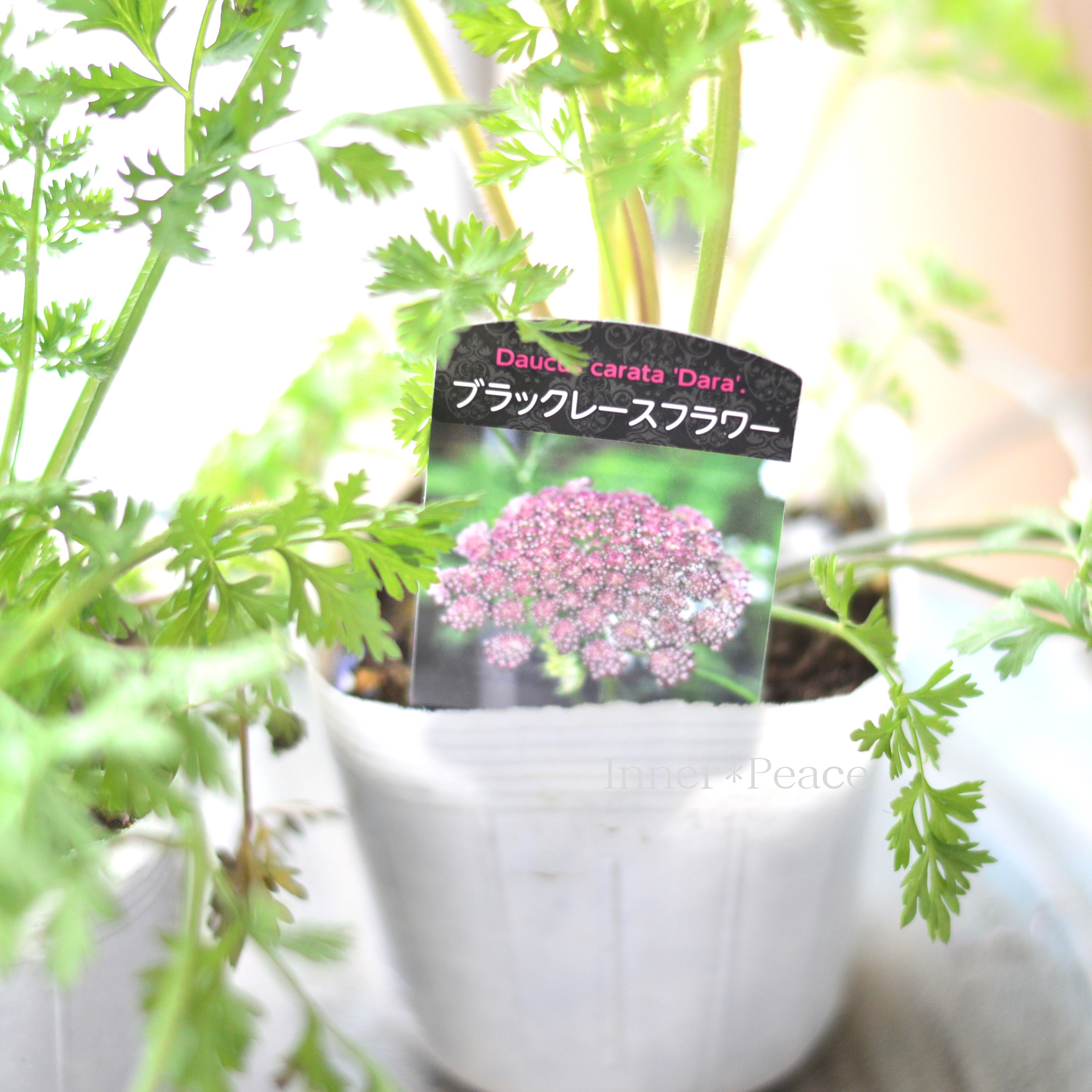 【シック】 ダウカス 『ダーラ』~ブラックレースフラワー~ 植え込み用 3寸ロングPOT