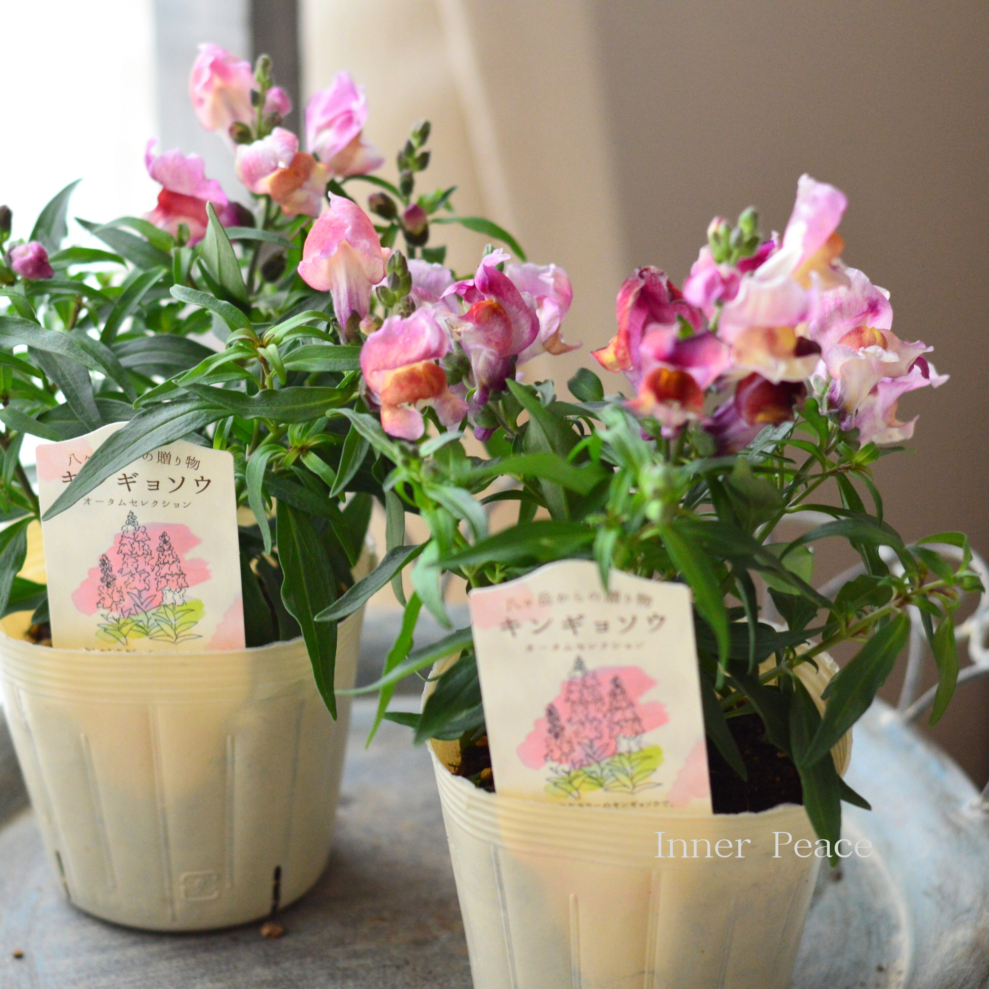 【かわいい】 キンギョソウ 『オータムセレクション F』 3.5寸POT