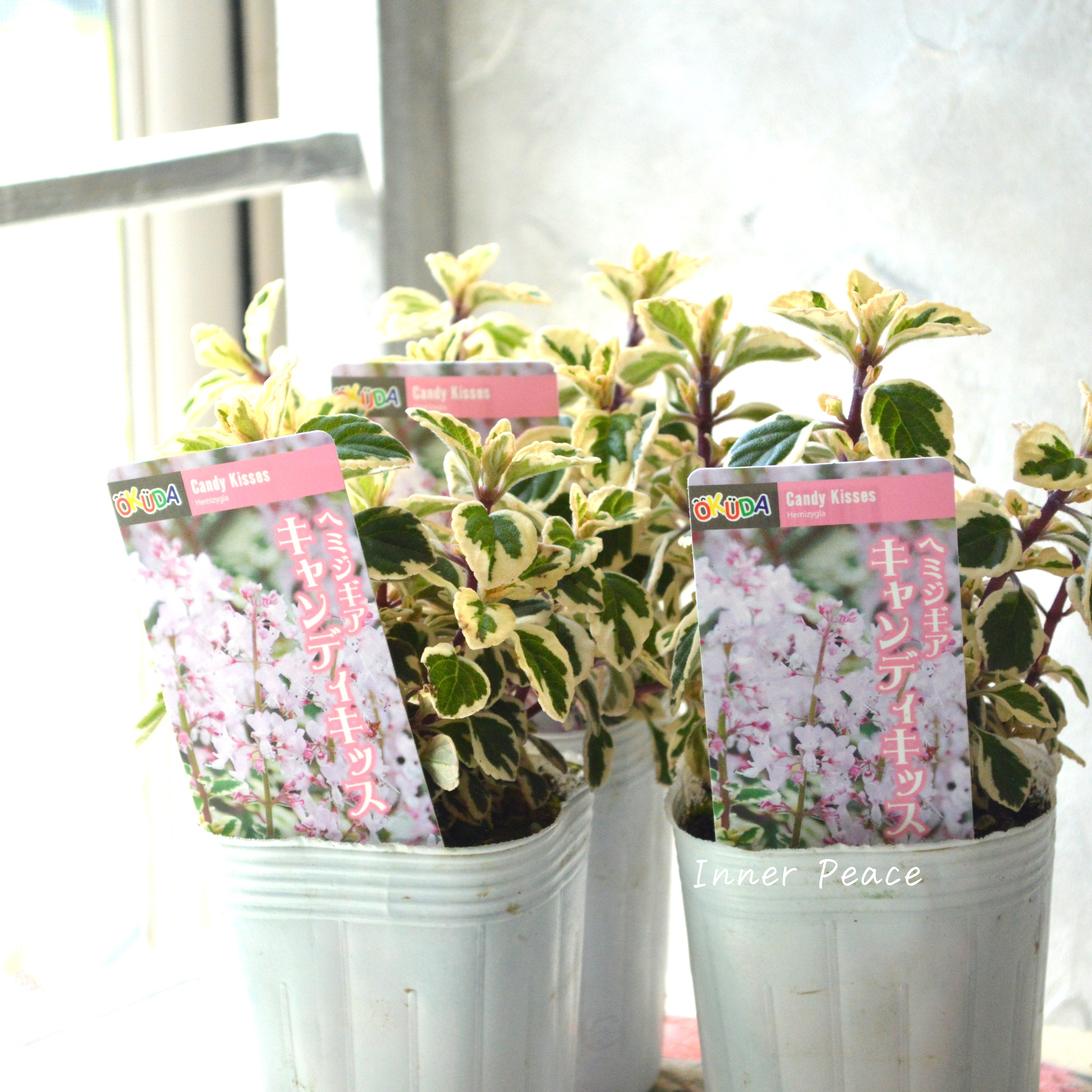 【斑入り】 ヘミジキア 『キャンディキッス』 3寸POT