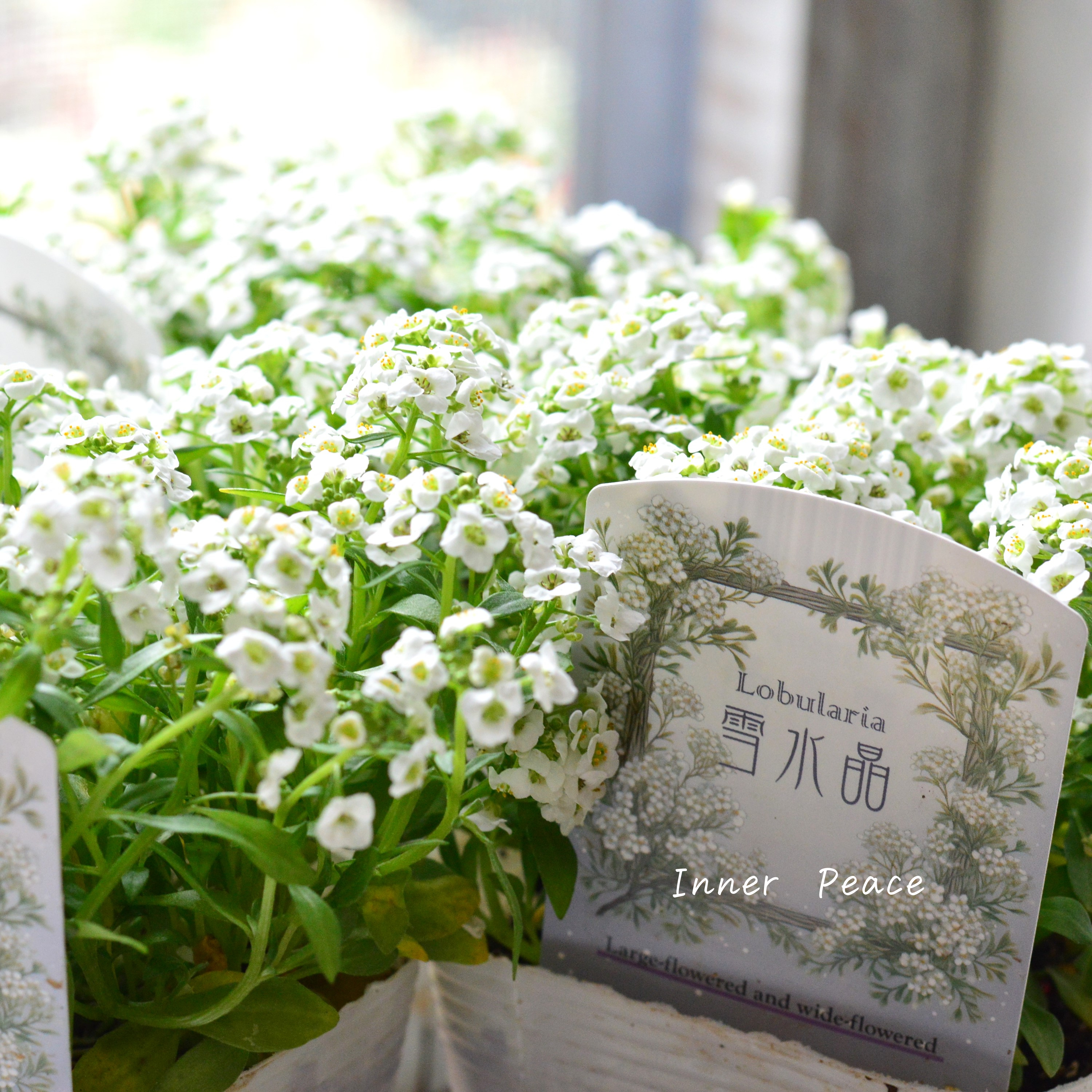 【かわいい】 スイートアリッサム 『雪水晶』 3.5寸POT