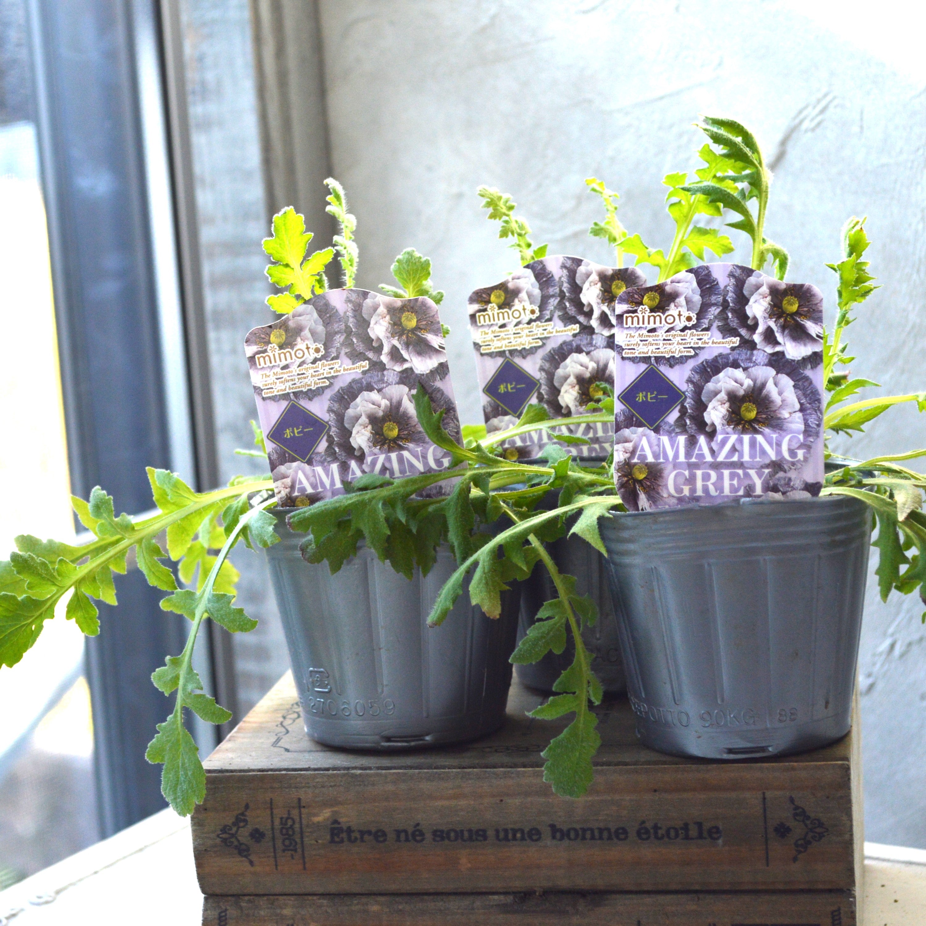 【希少】 ポピー 『アメージンググレー』 植え込み用 3寸POT