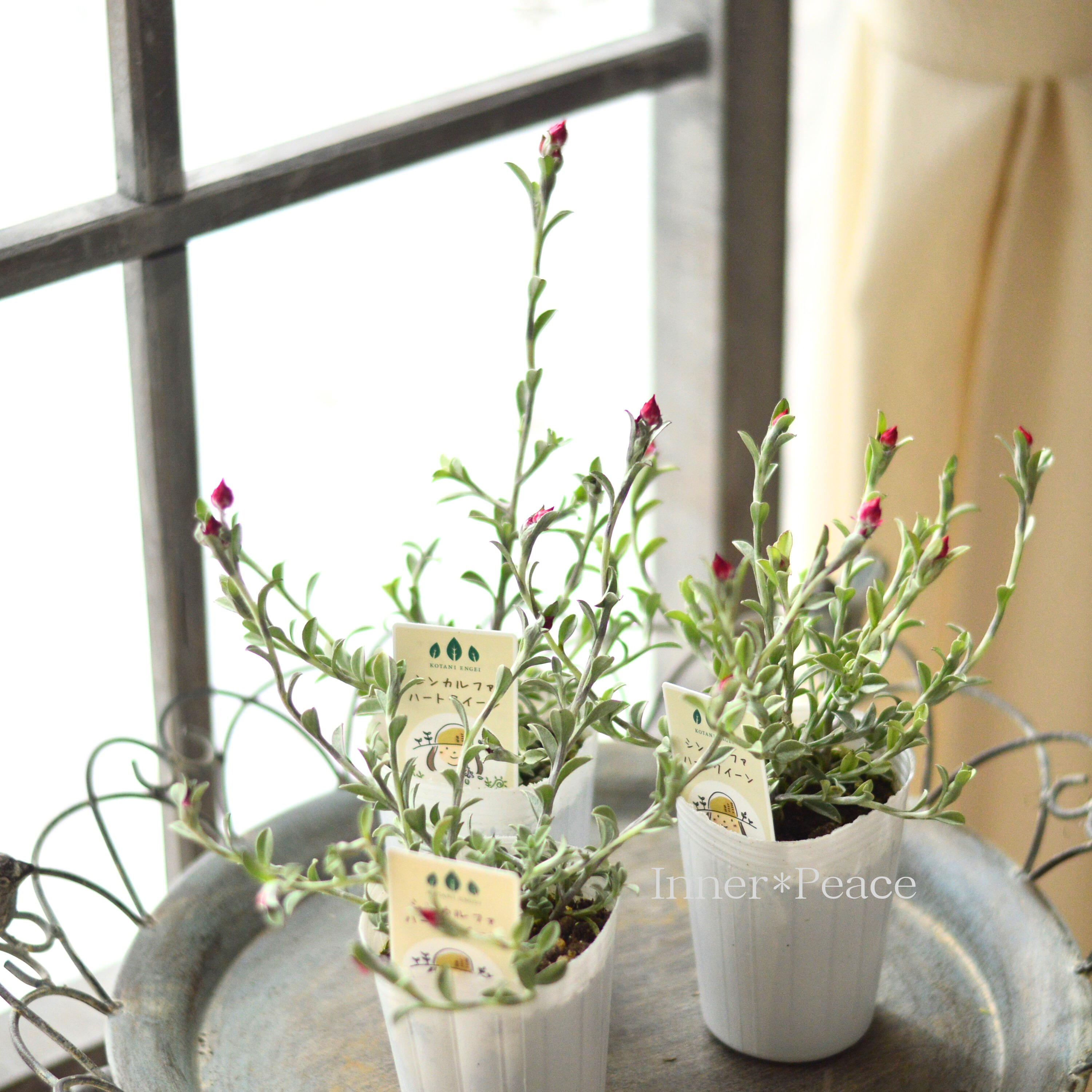 【カサカサしたお花】 シンカルファ 『ハートクイーン』 2.5寸ロングPOT