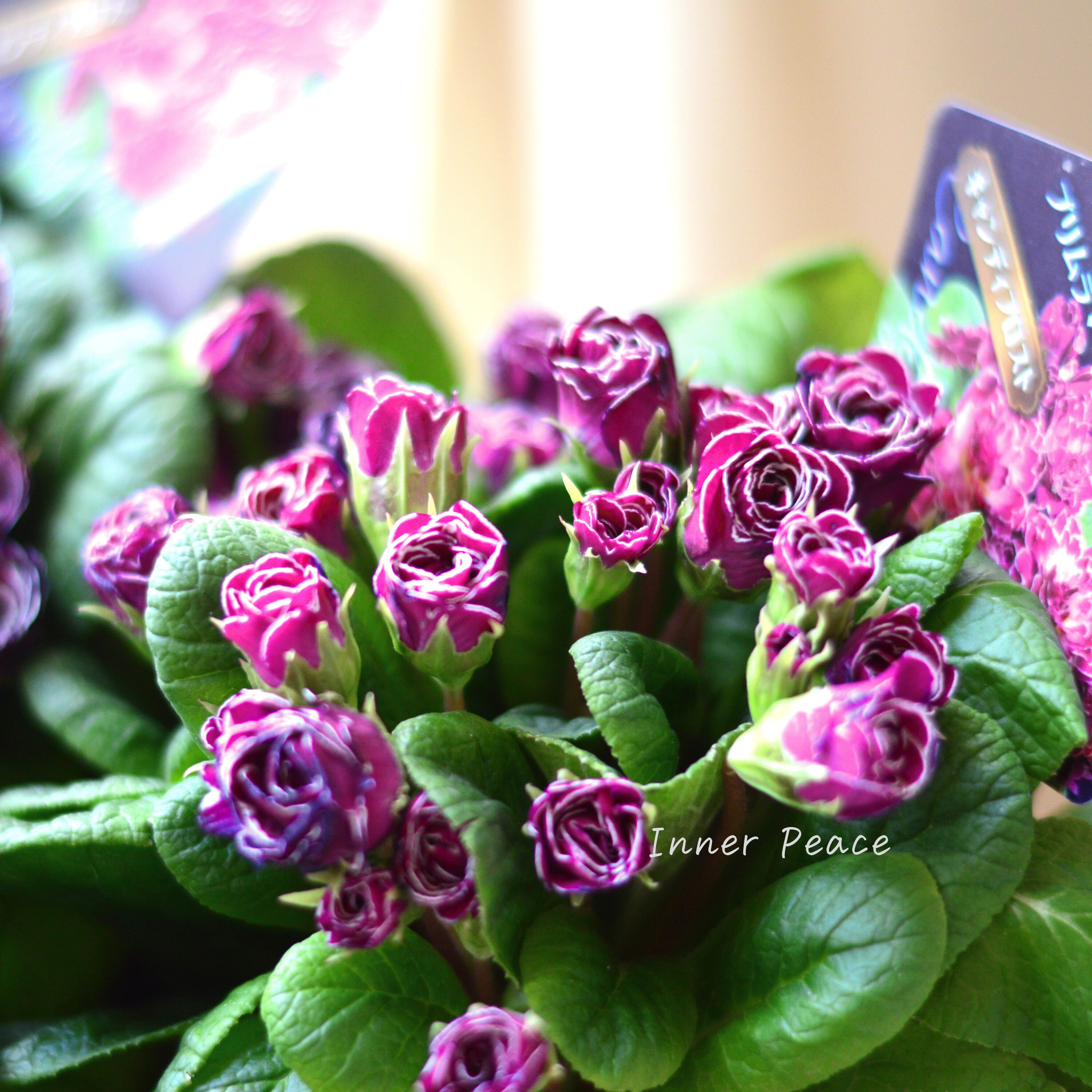 【八重咲き】 プリムラ 『ベラリーナ・キャンディフロスト』 4寸POT