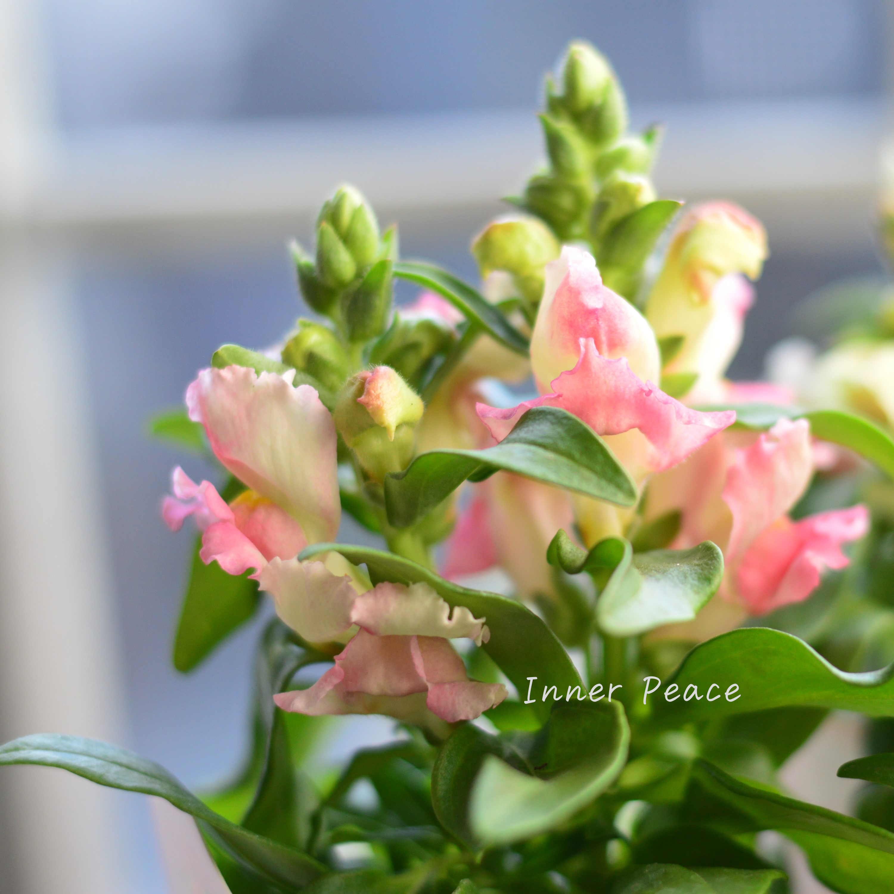 【かわいい】 キンギョソウ 『キャンディートップス・ピンクバイカラー』 3寸ロングPOT