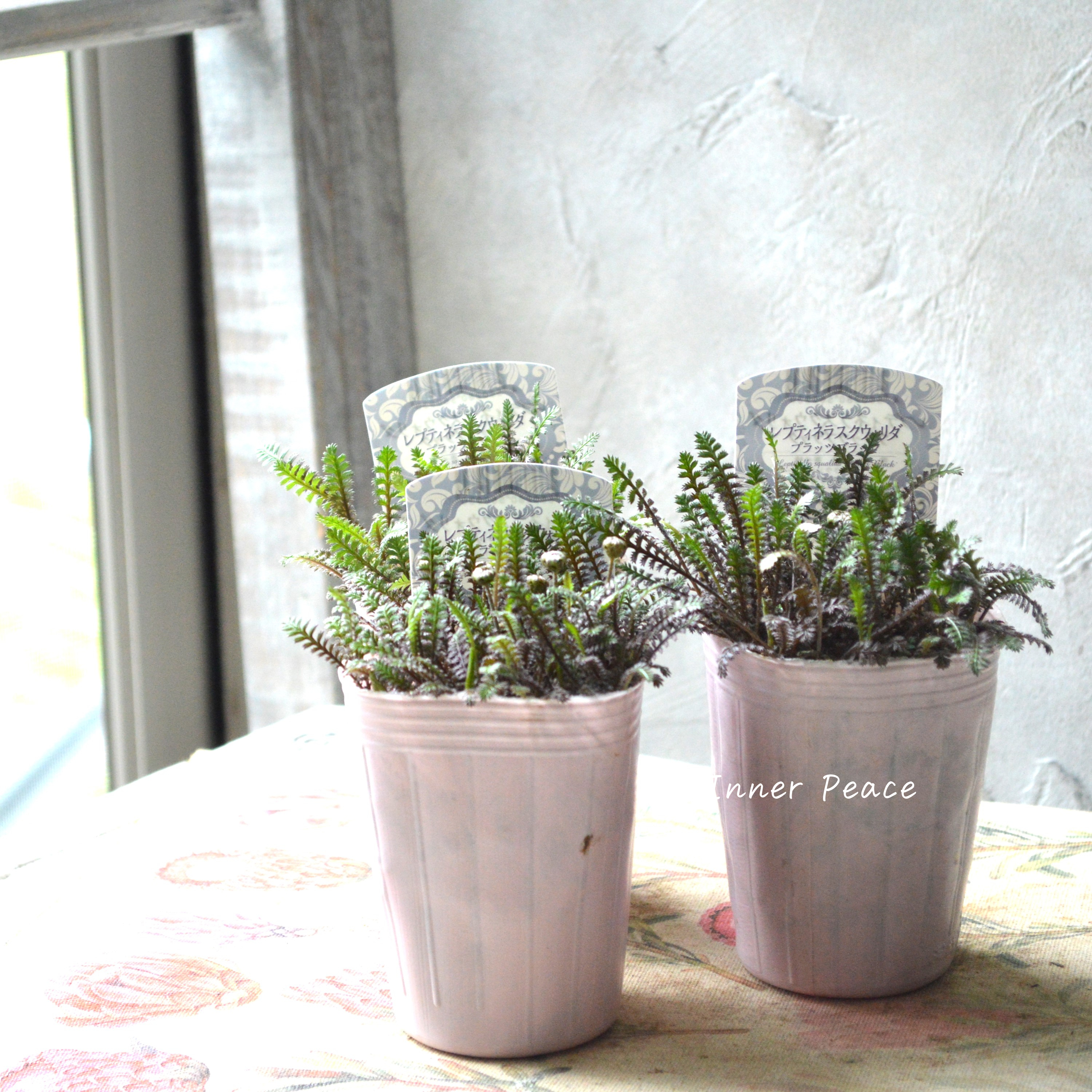 【個性的】 レプティネラ スクウォリダ 『プラッツブラック』 2.5寸POT