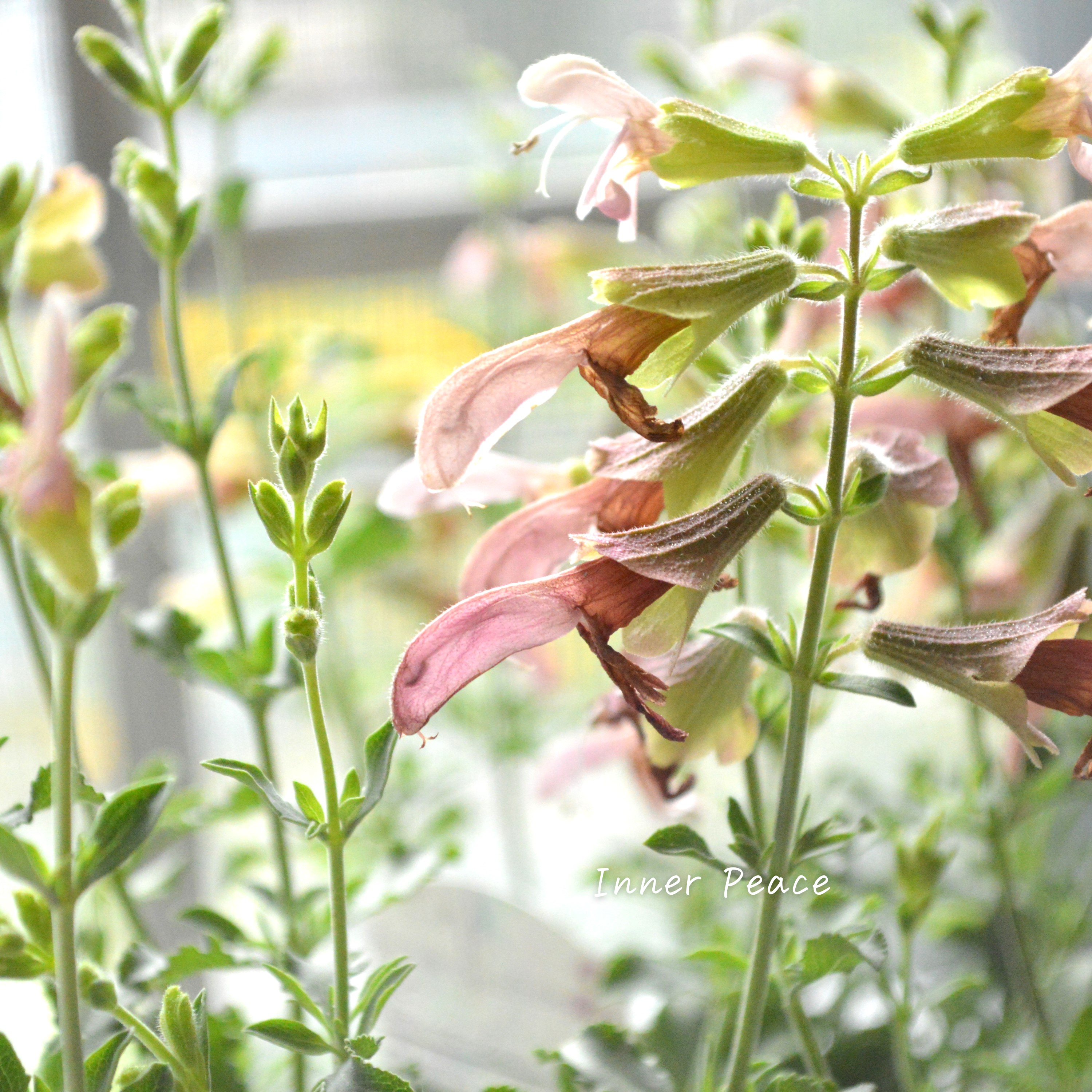 【宿根】 サルビア 『ラスティーセージ』 3寸POT