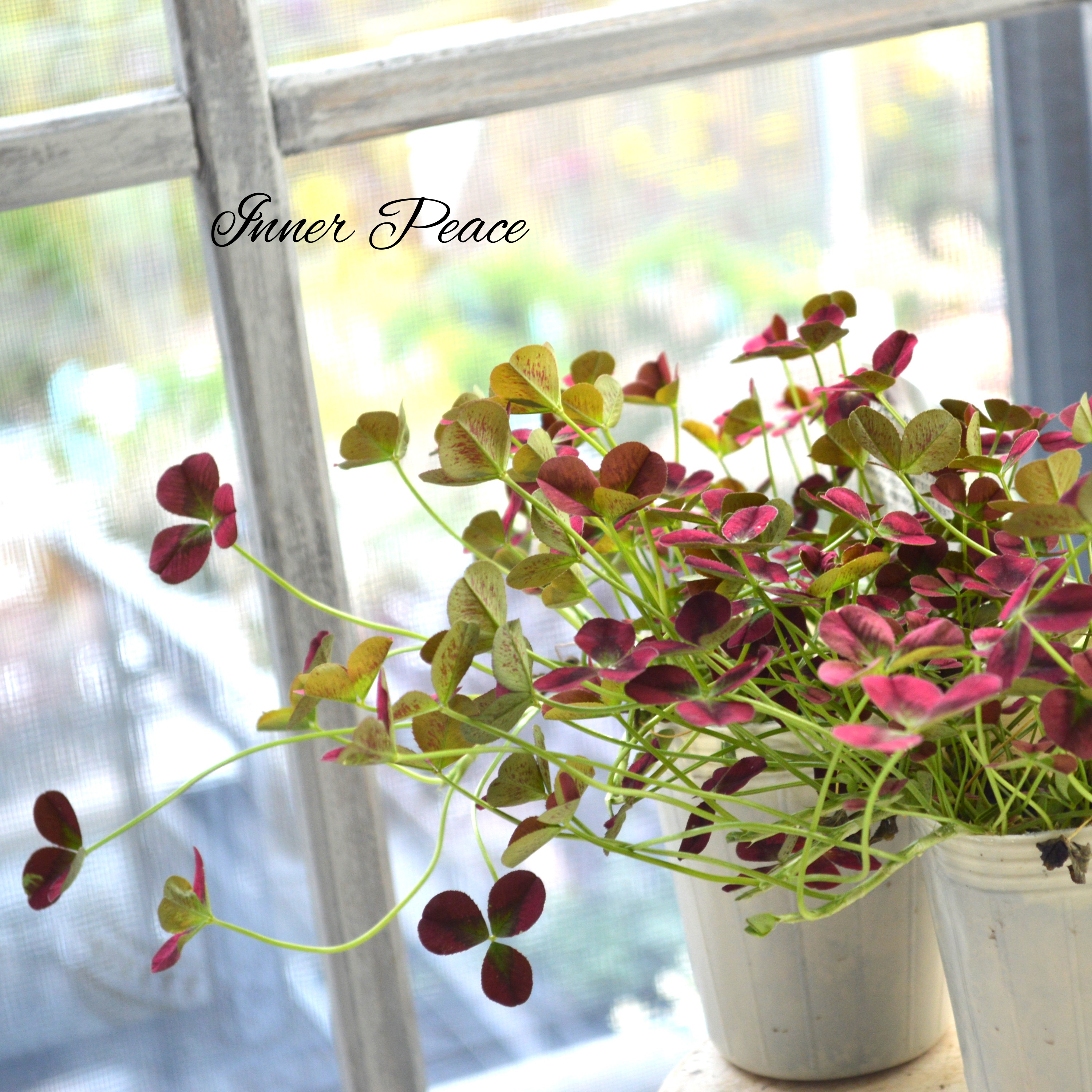 【かわいい】 プリンセスクローバー 『イザベル』 2.5寸ロングPOT