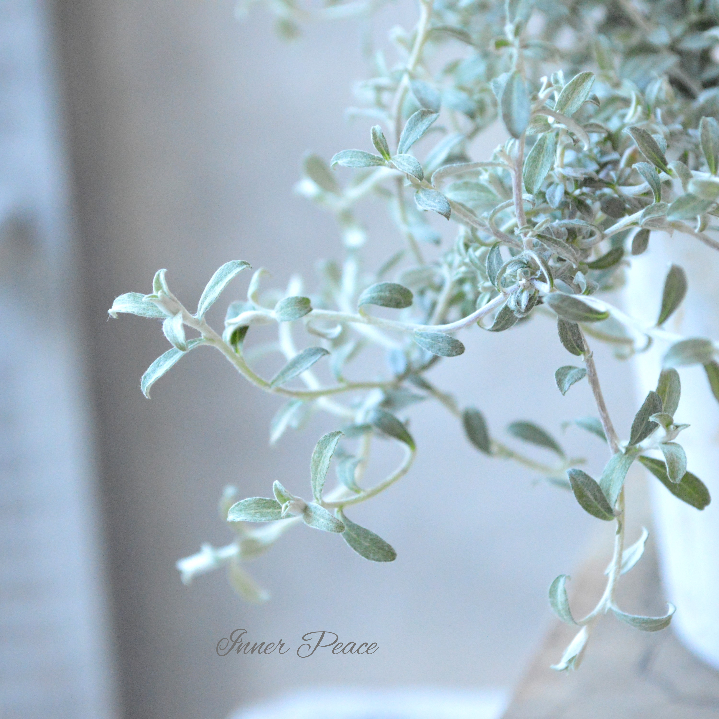 【美しい】 ヘリクリサム 『シルバースター』 2.5寸POT