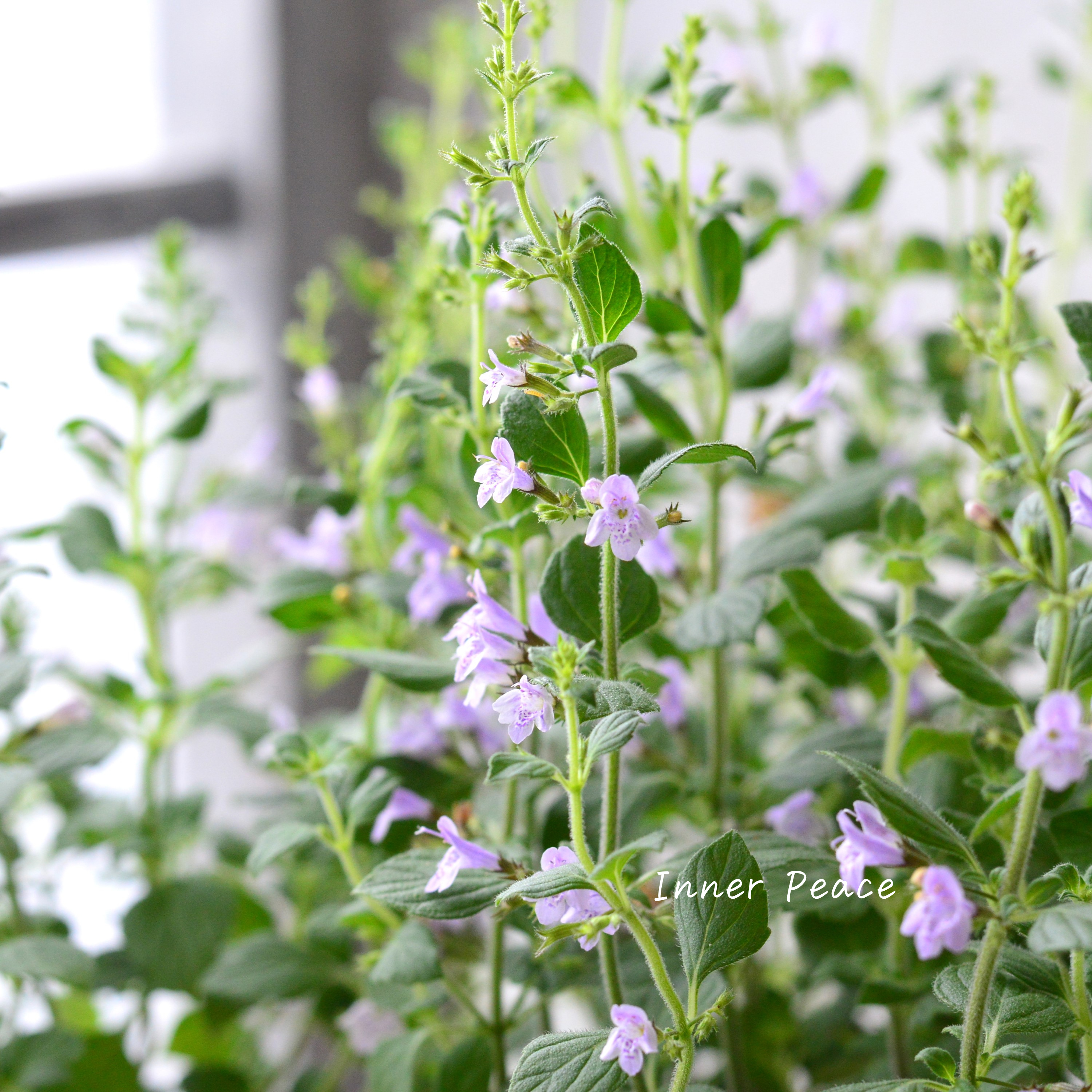 【宿根】 カラミンサ 『マーベレッテ・ブルー』 2.5寸ロングPOT