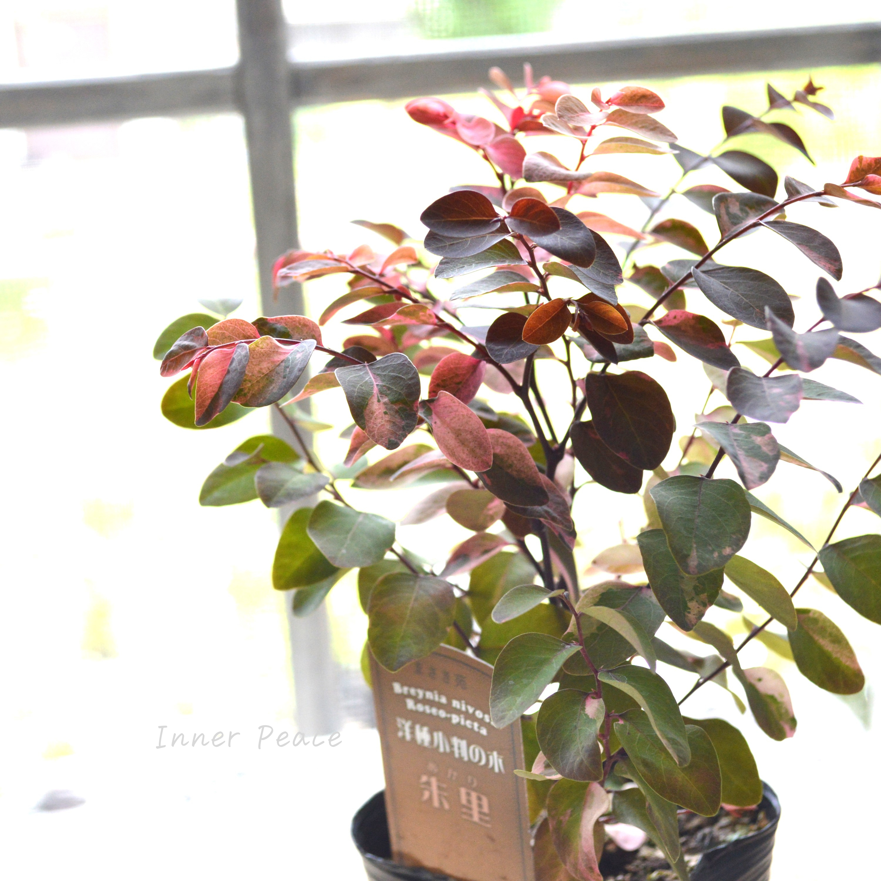 【希少】 ヨウシュコバンノキ(洋種小判の木)『朱里ーあかりー』 3寸POT