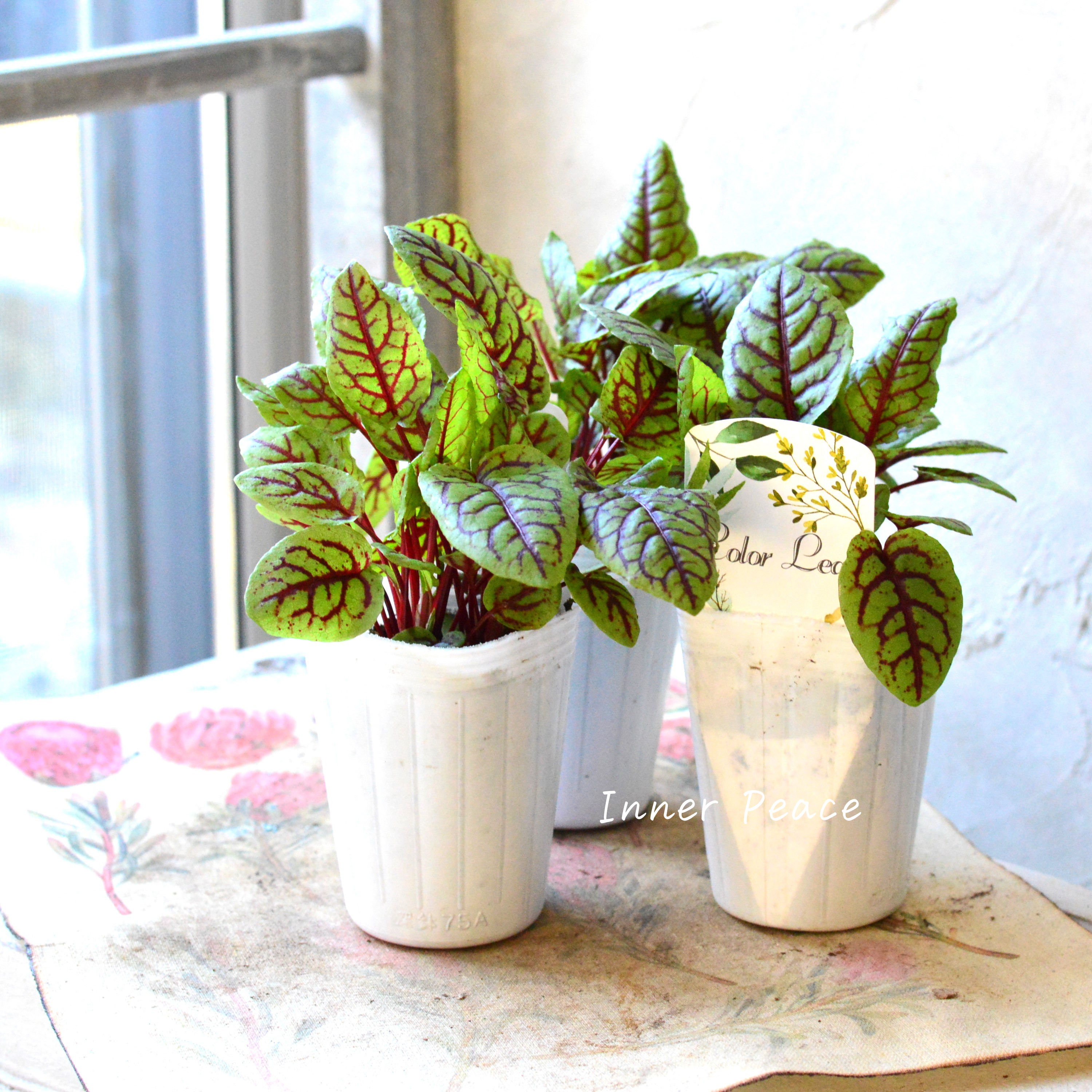 【寒さに強い】 ルメックス 『ブラッディドック』 2.5寸ロングPOT