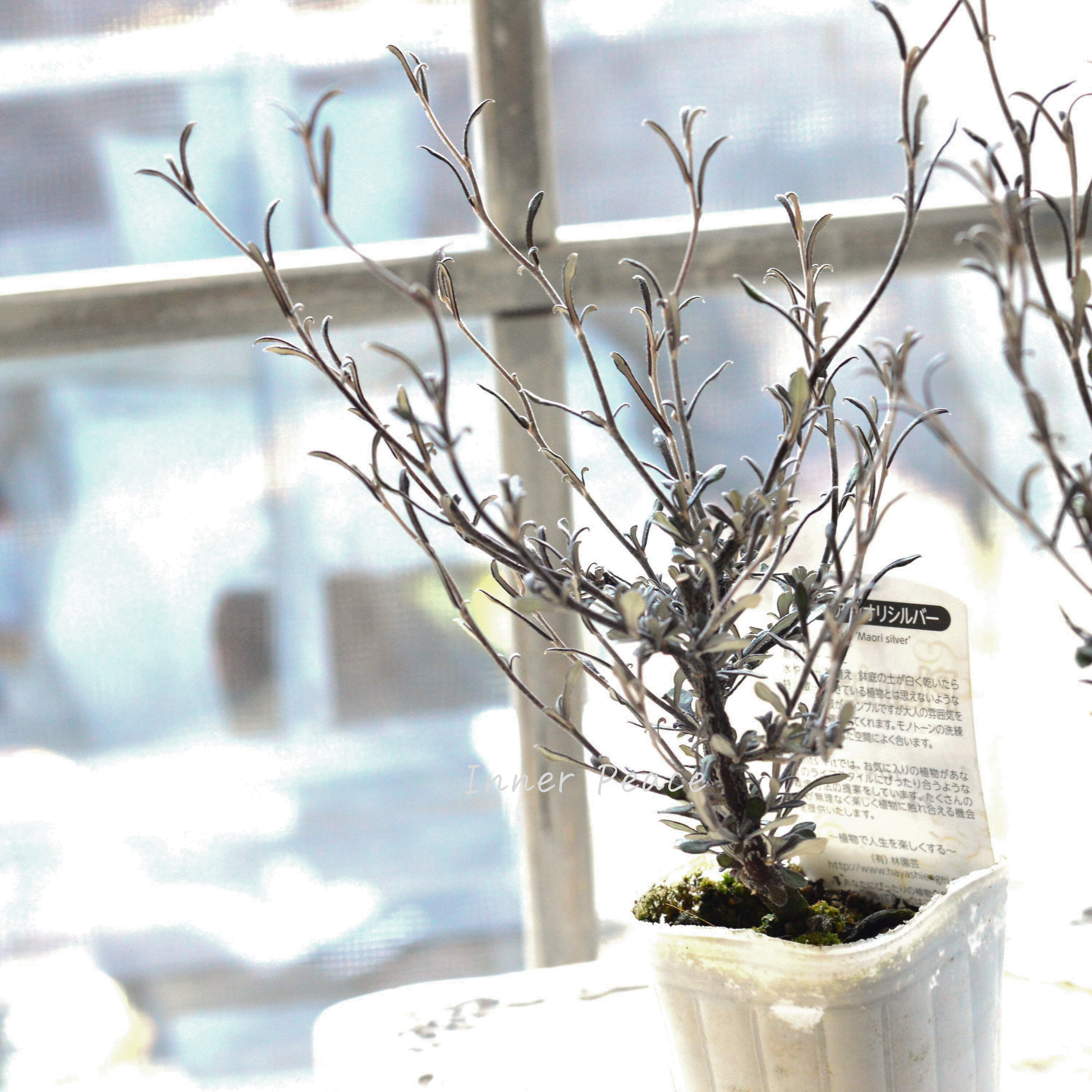 【オシャレ】 コロキア 『マオリシルバー』 3寸POT